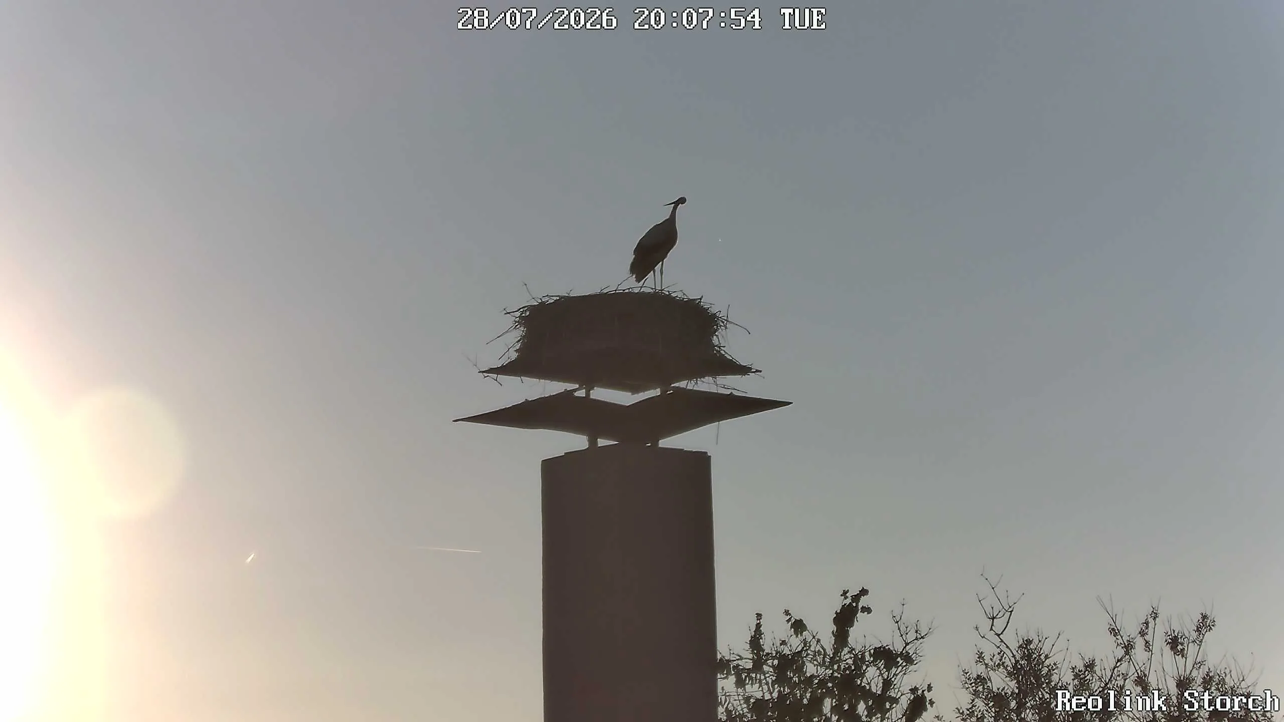 Storchencam Bild