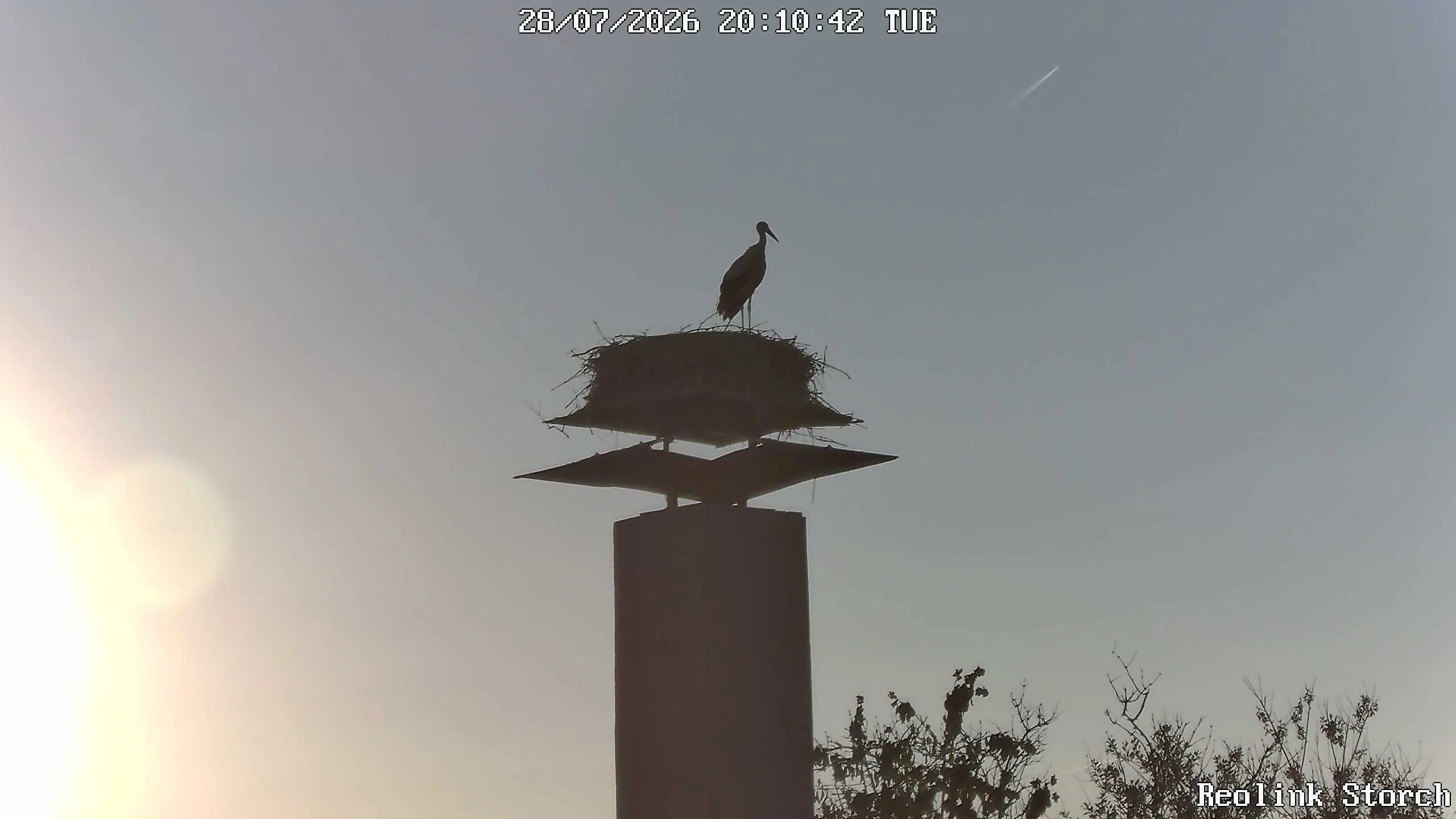 Storchencam Bild