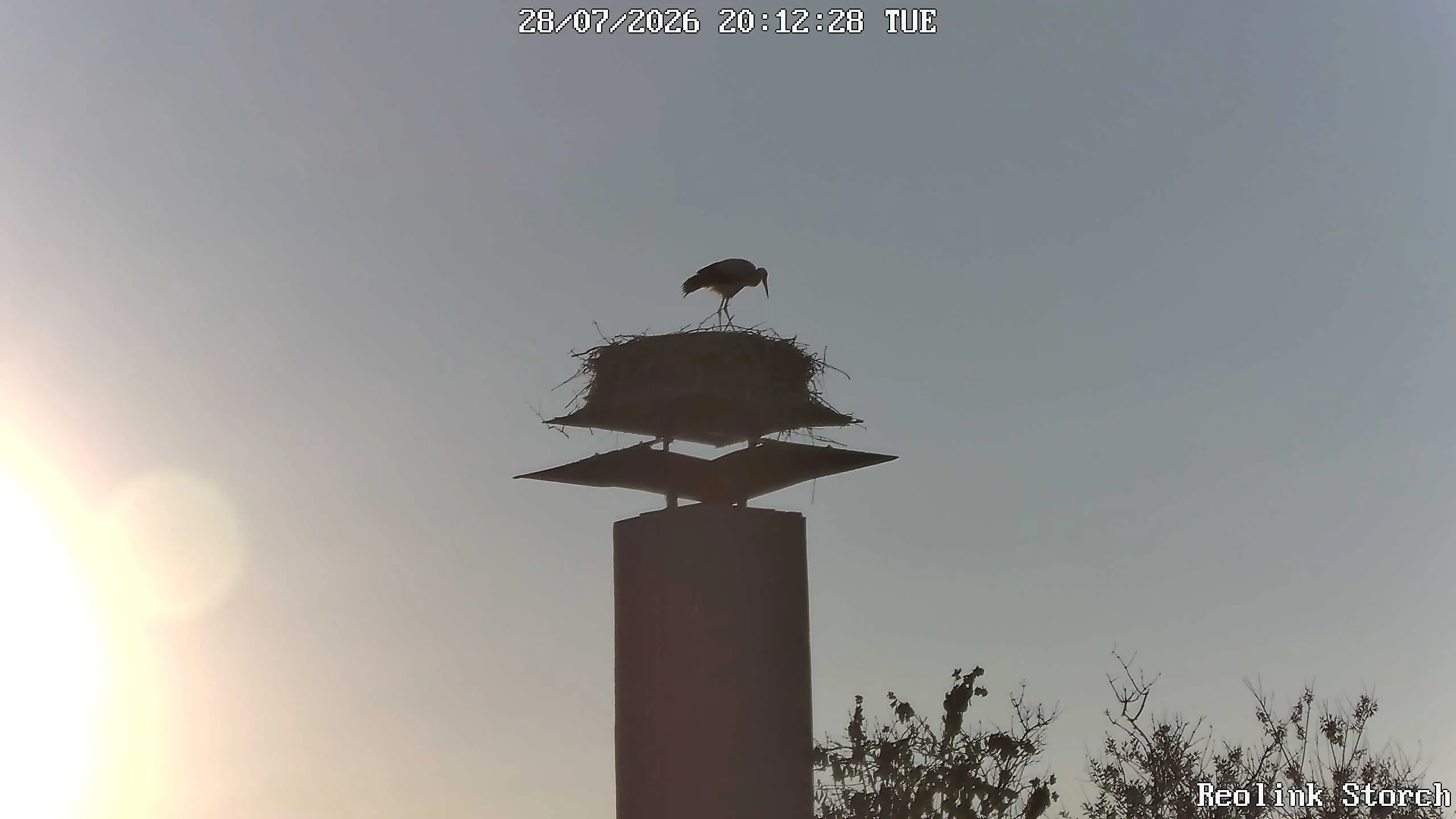 Storchencam Bild
