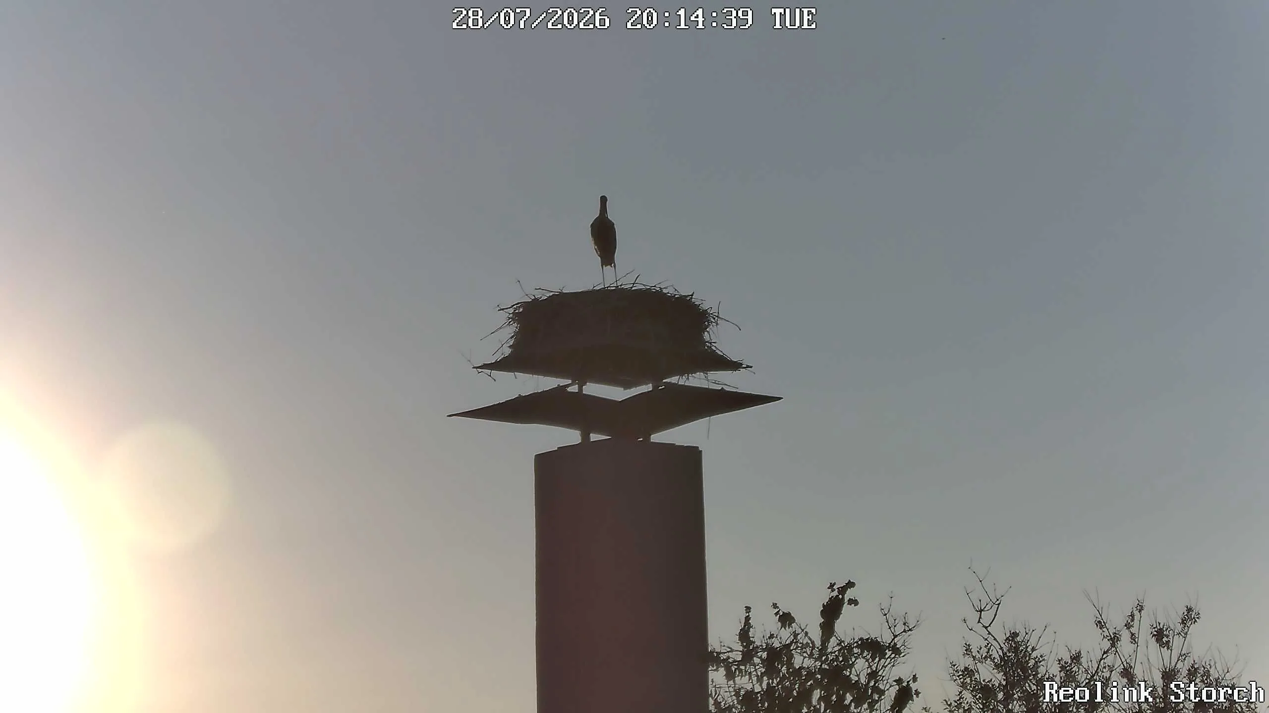 Storchencam Bild