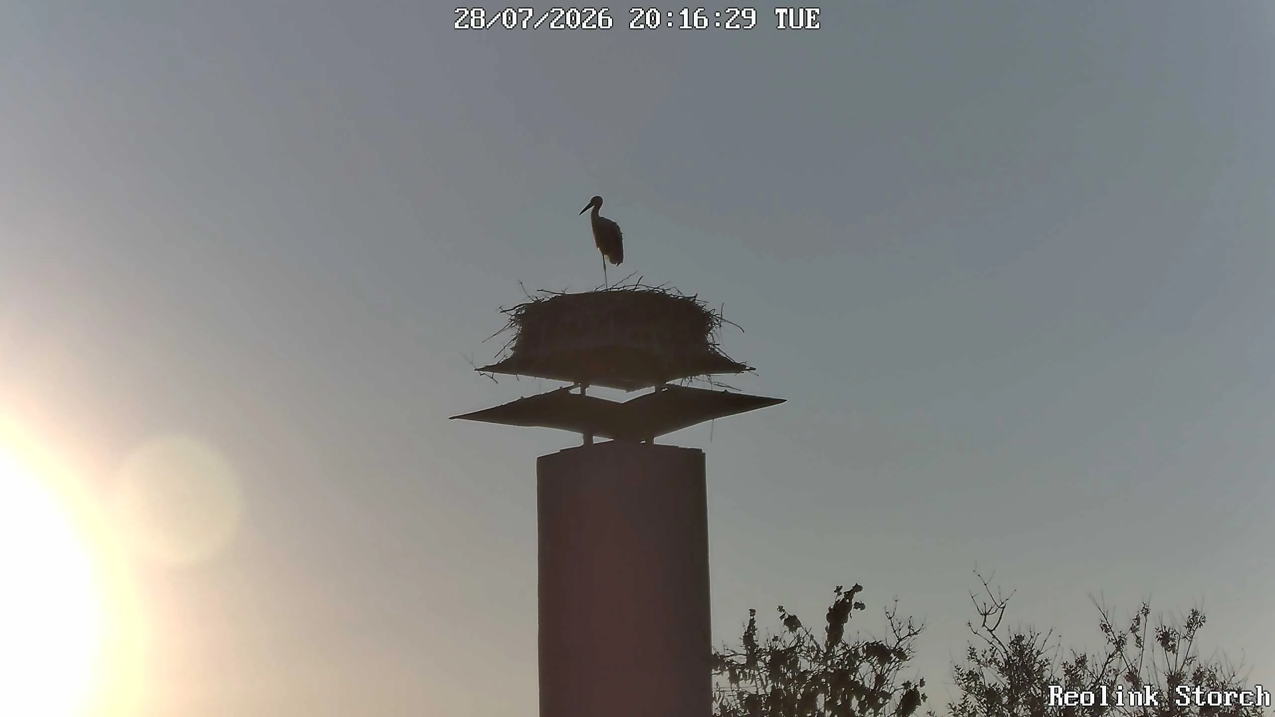 Storchencam Bild