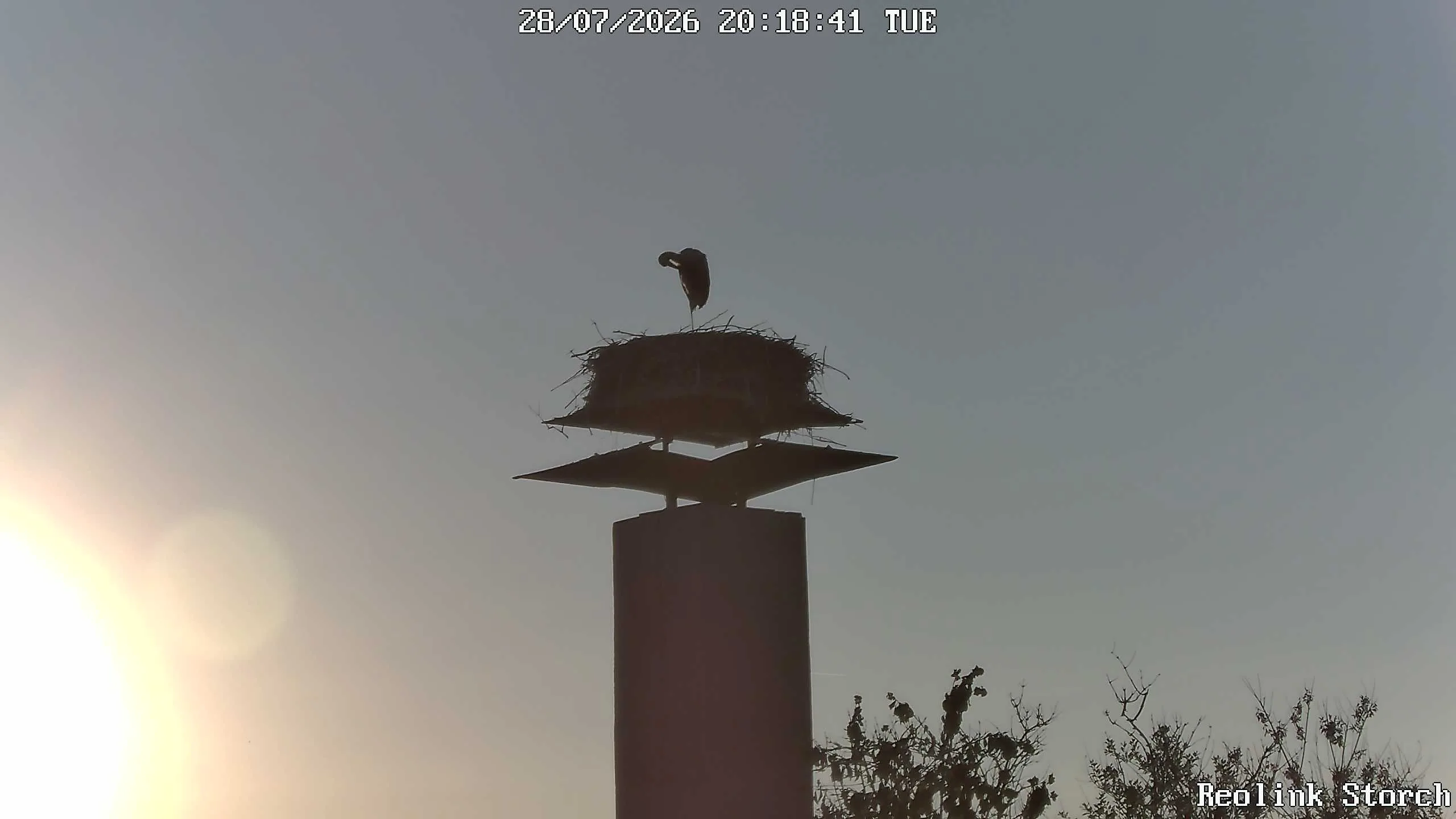 Storchencam Bild