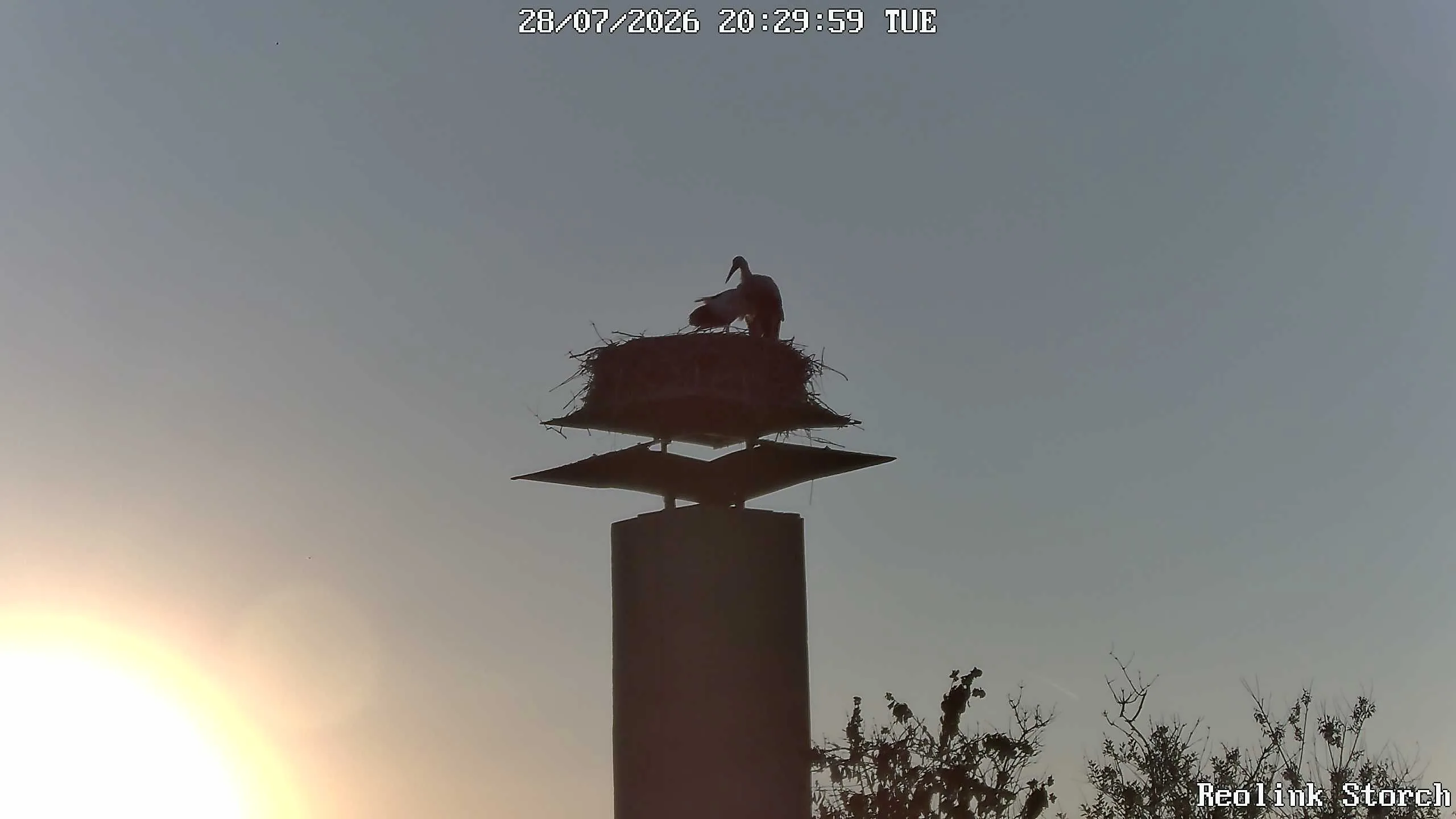 Storchencam Bild