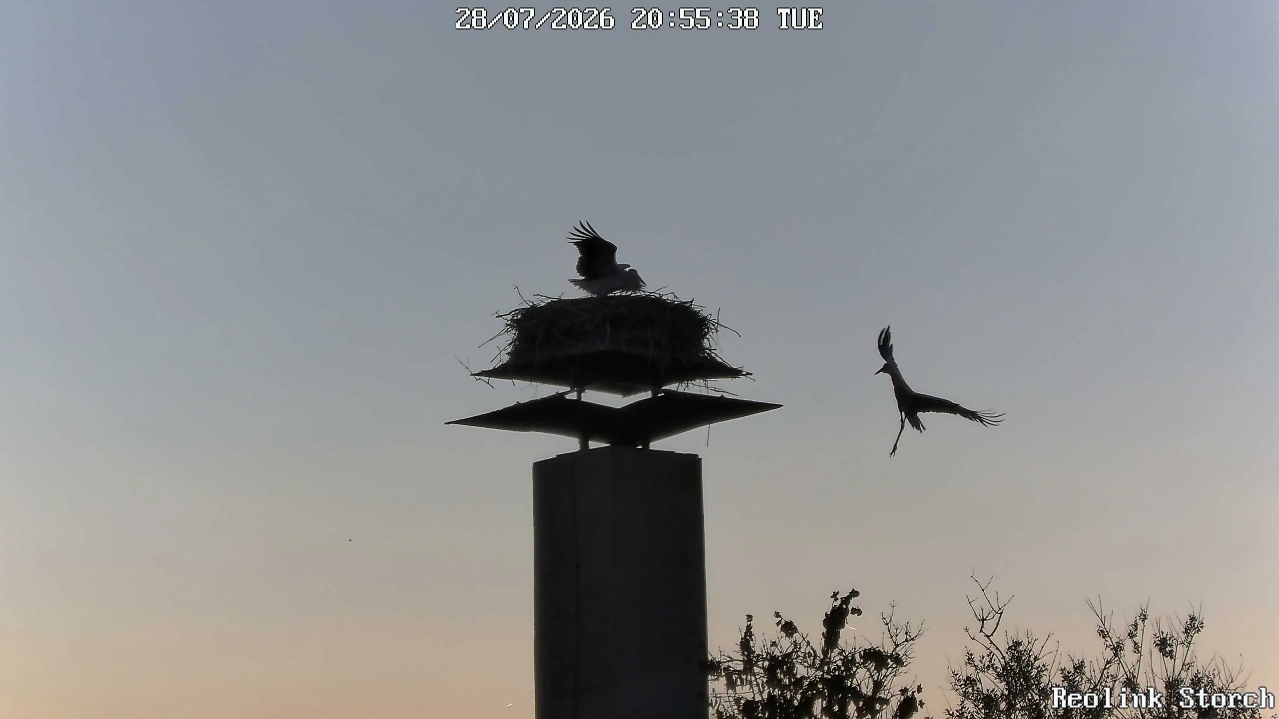 Storchencam Bild