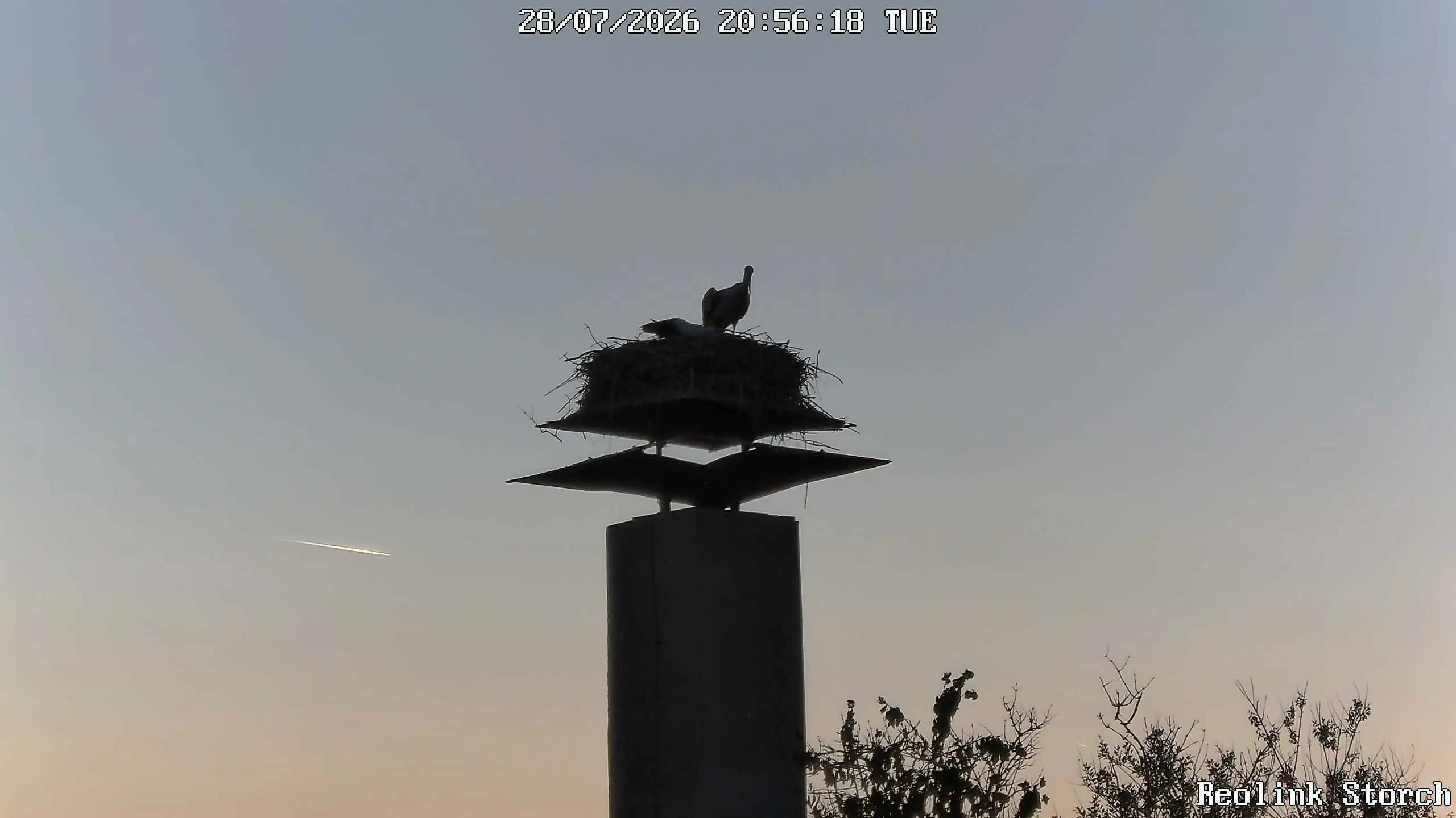 Storchencam Bild