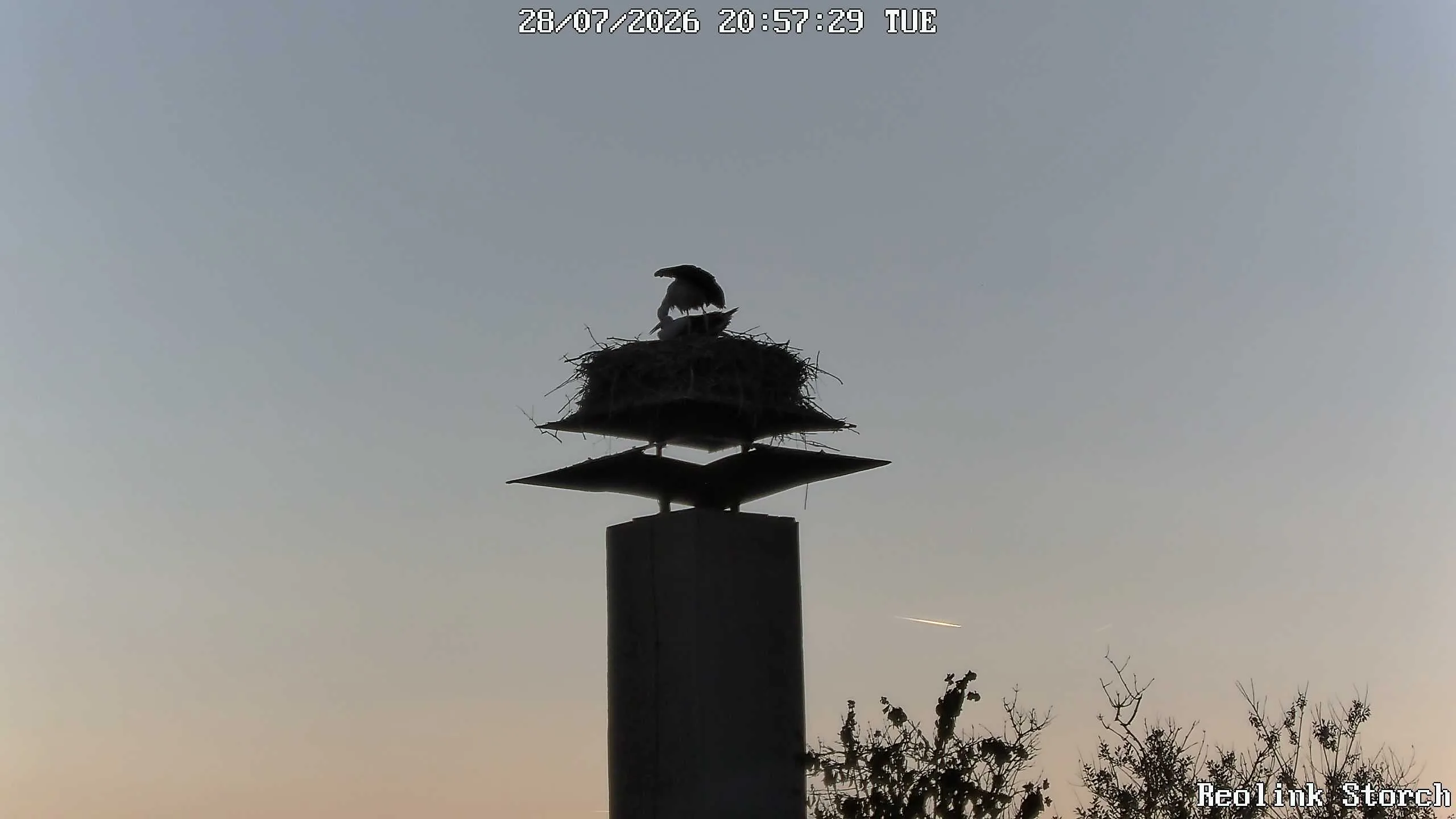 Storchencam Bild