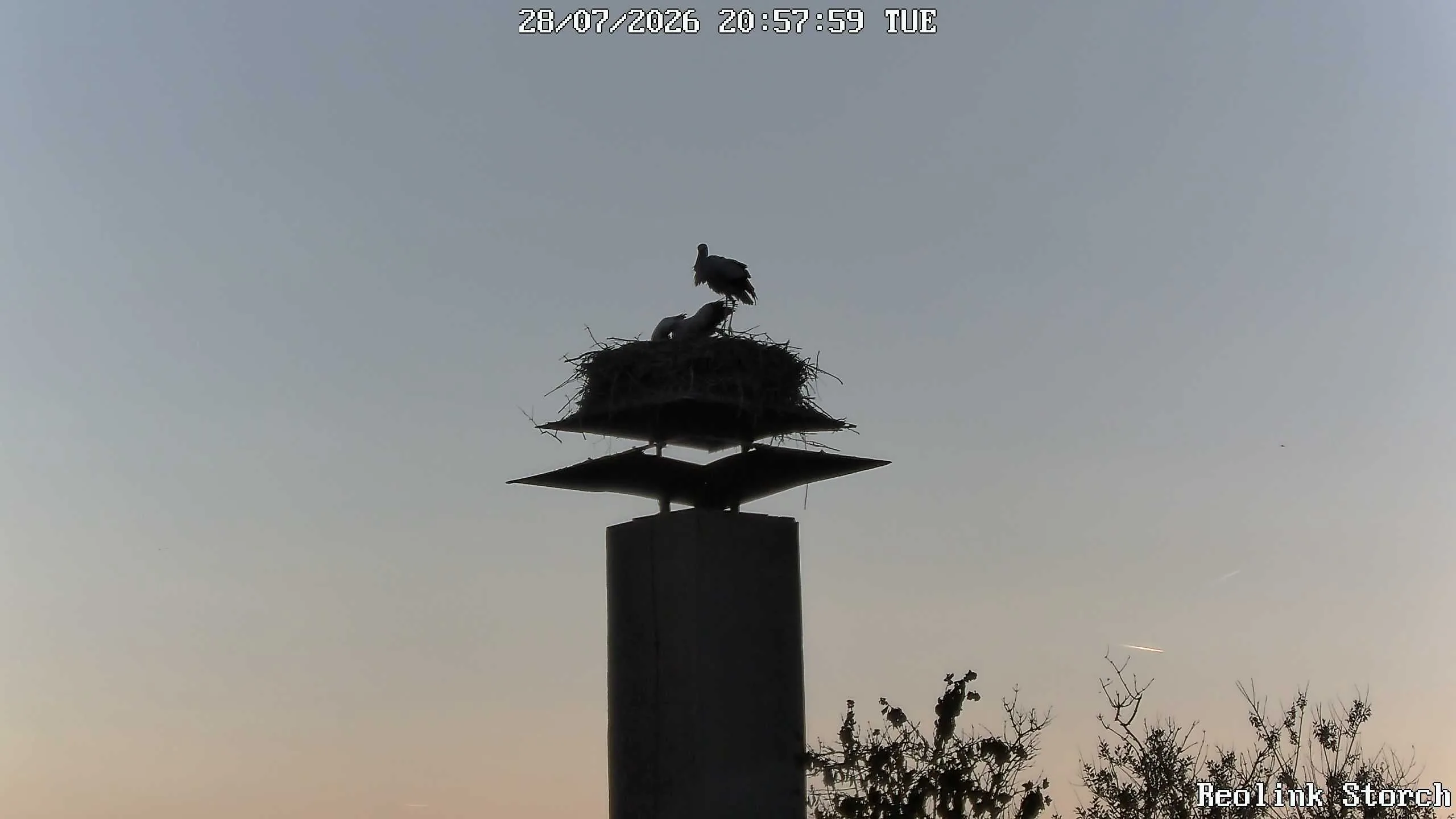 Storchencam Bild