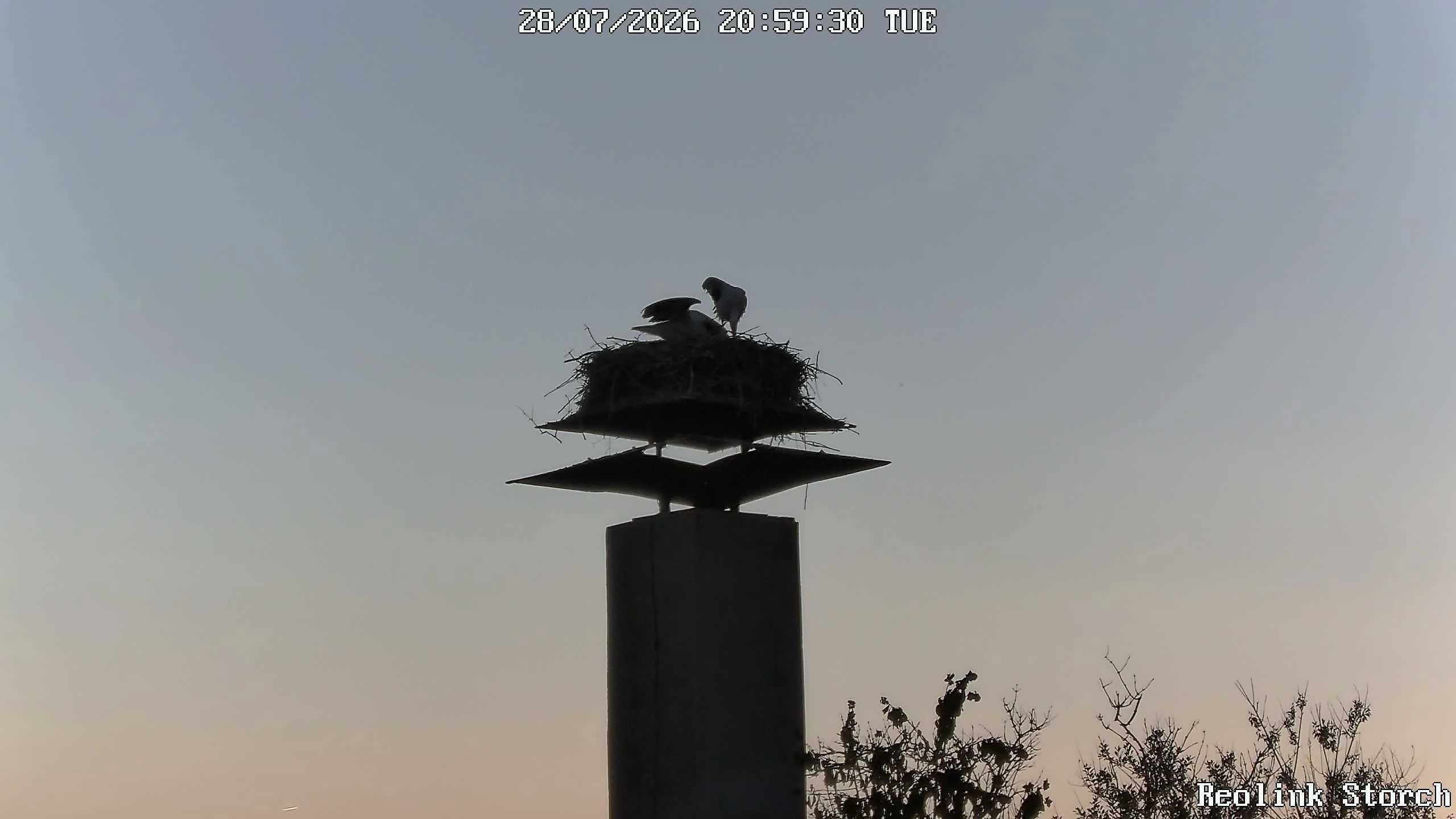 Storchencam Bild