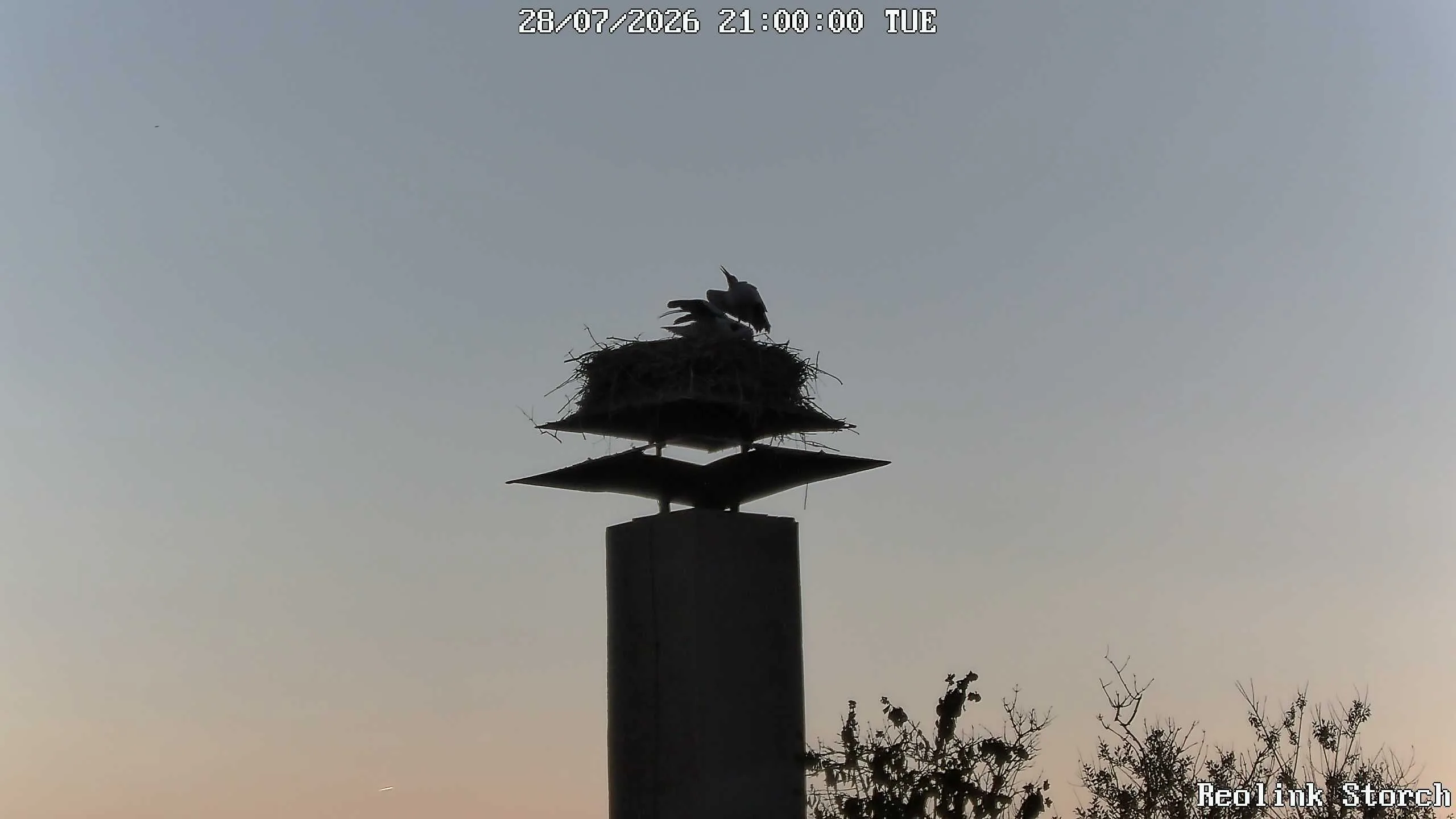 Storchencam Bild
