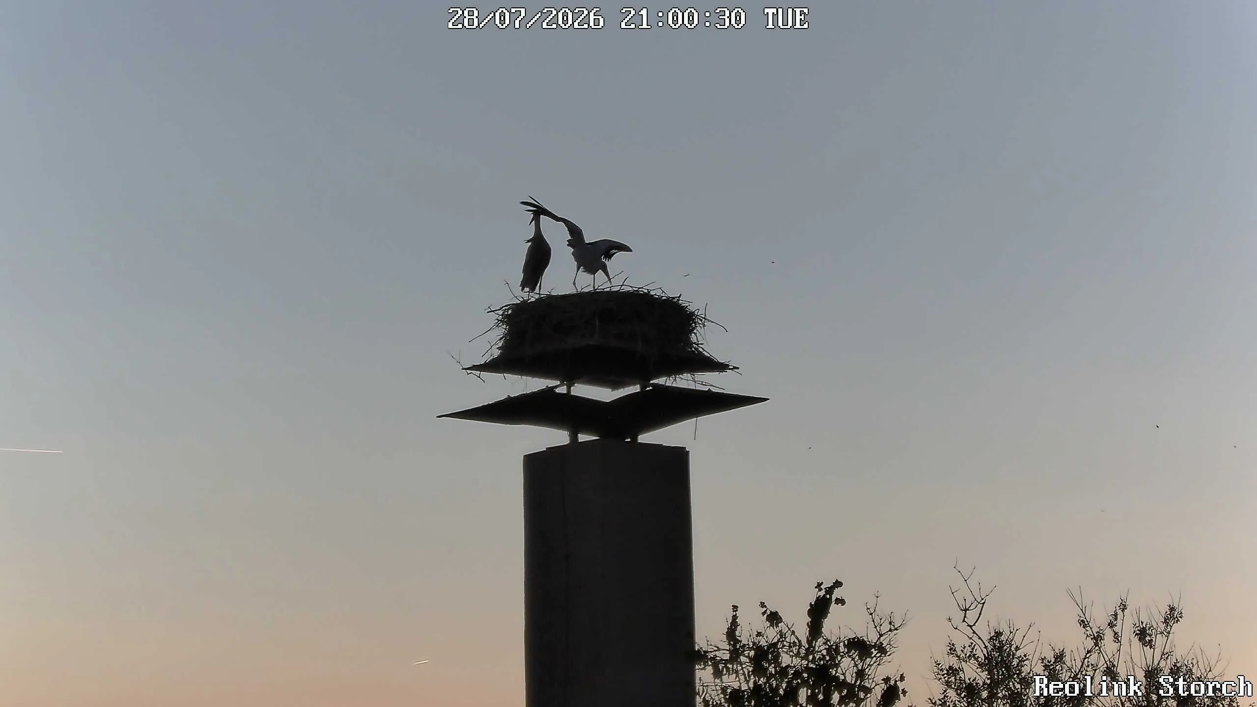 Storchencam Bild