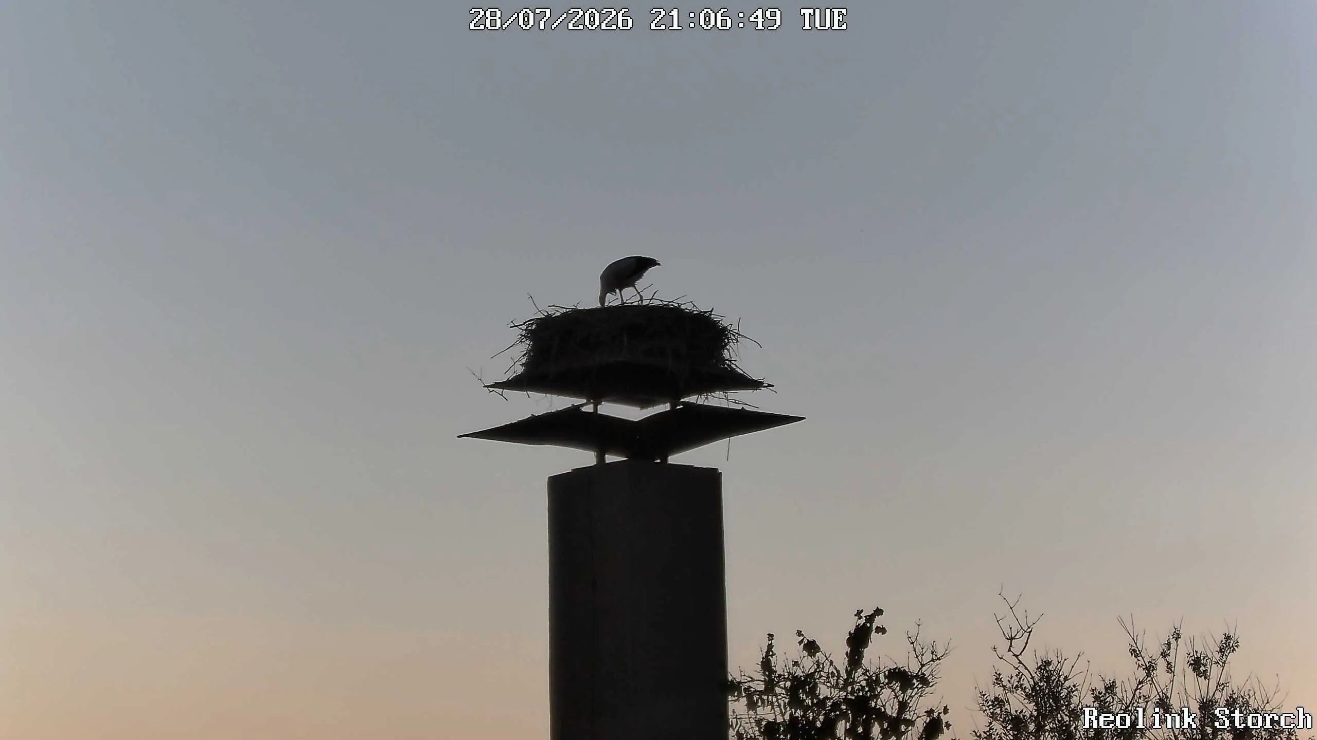 Storchencam Bild