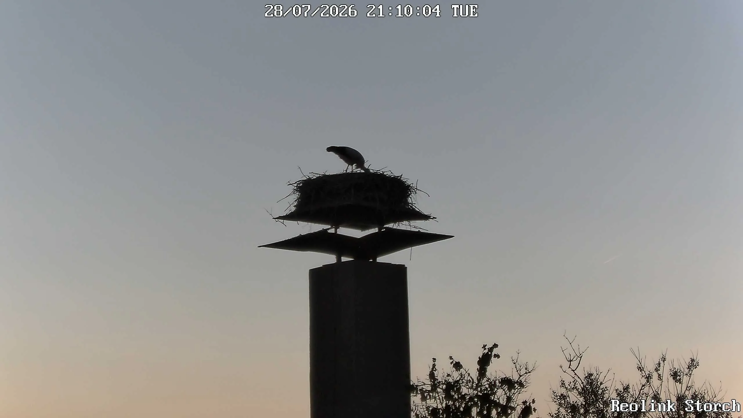 Storchencam Bild