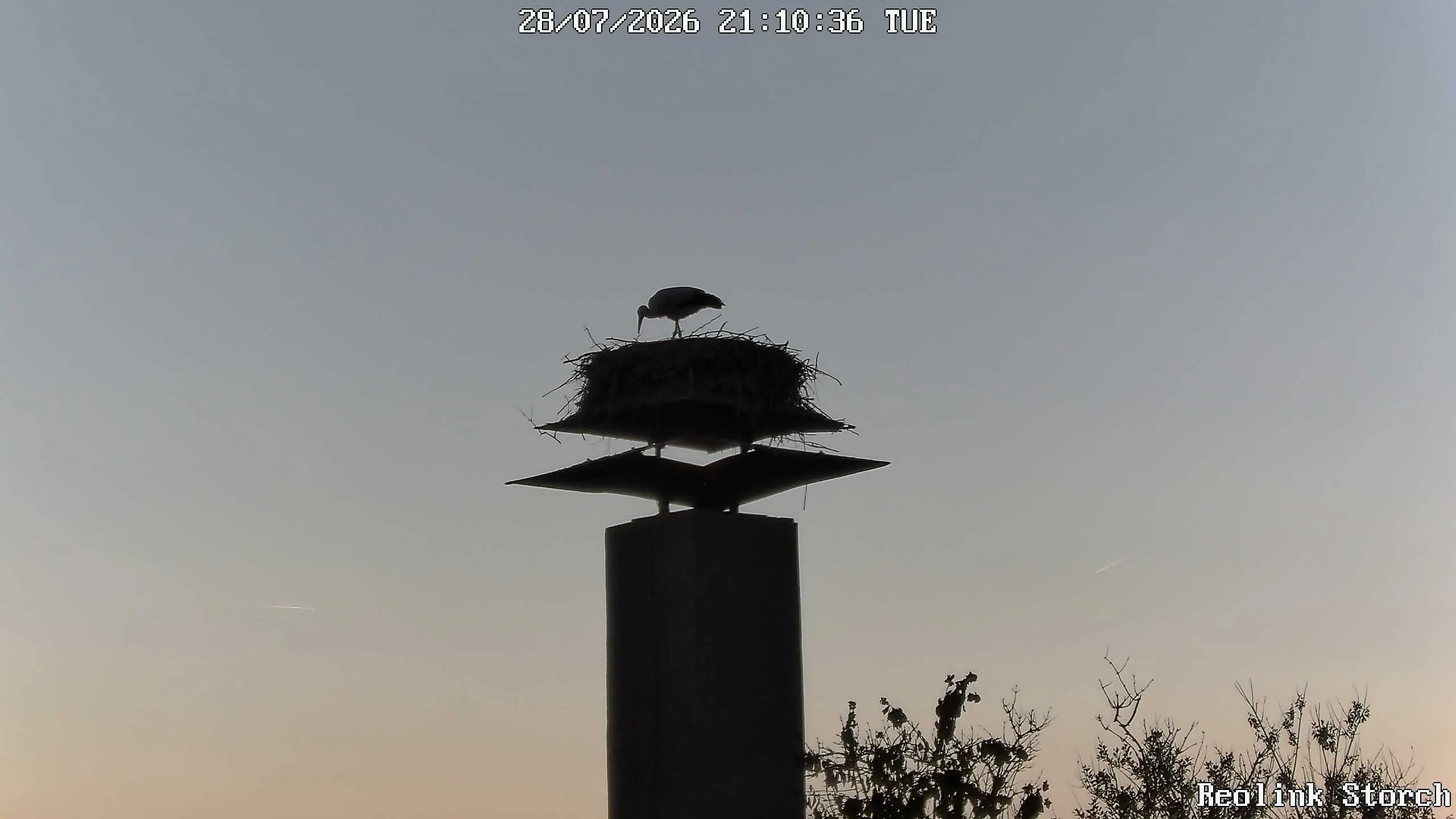 Storchencam Bild