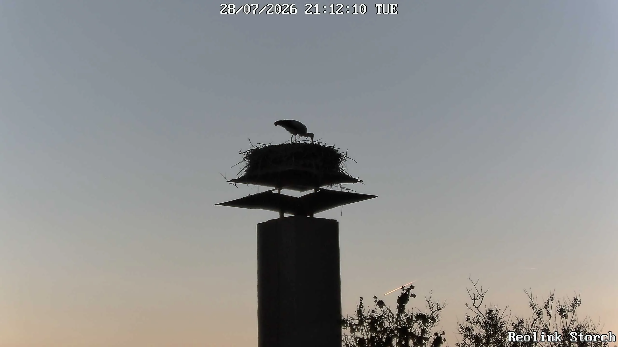 Storchencam Bild