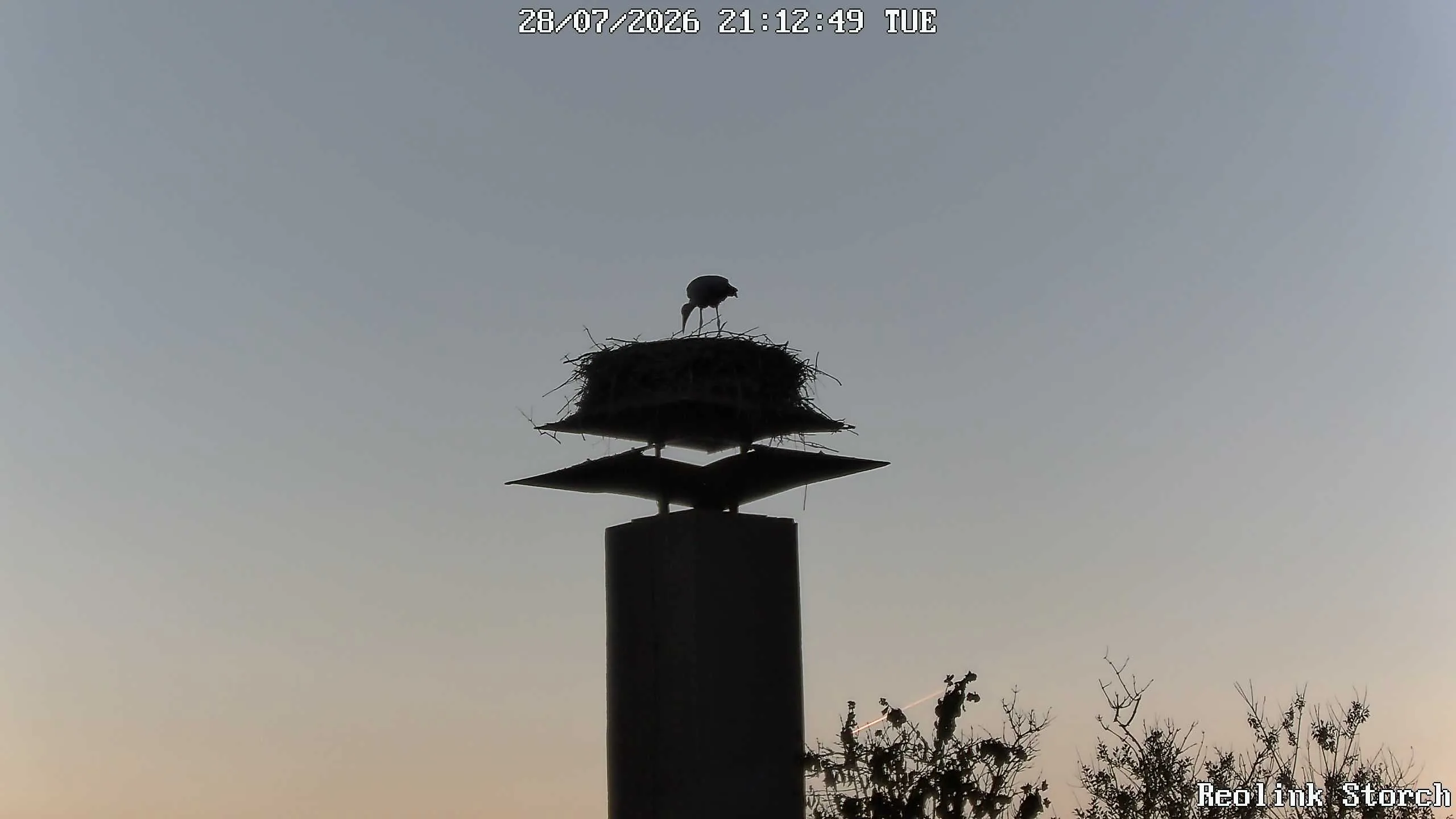 Storchencam Bild