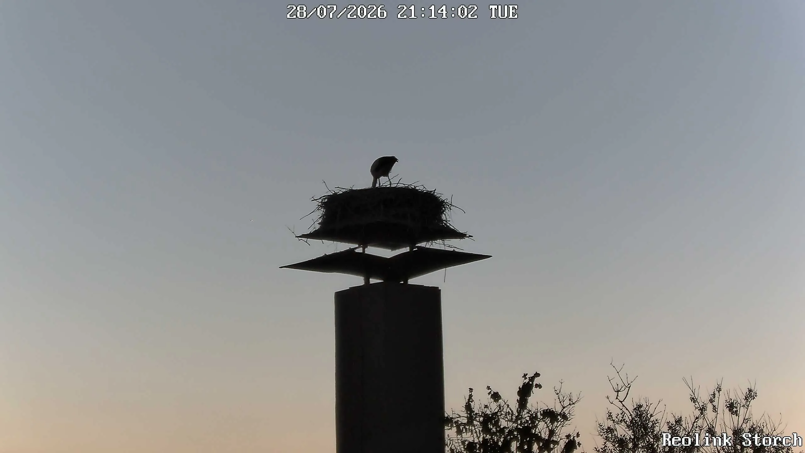 Storchencam Bild