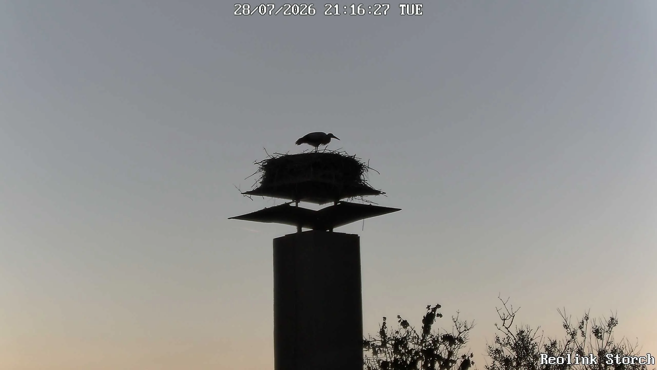 Storchencam Bild