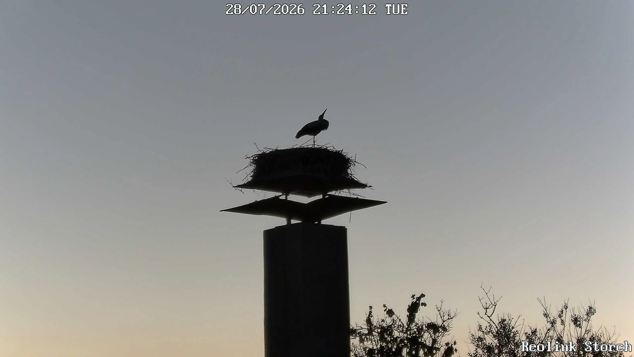Storchencam Bild