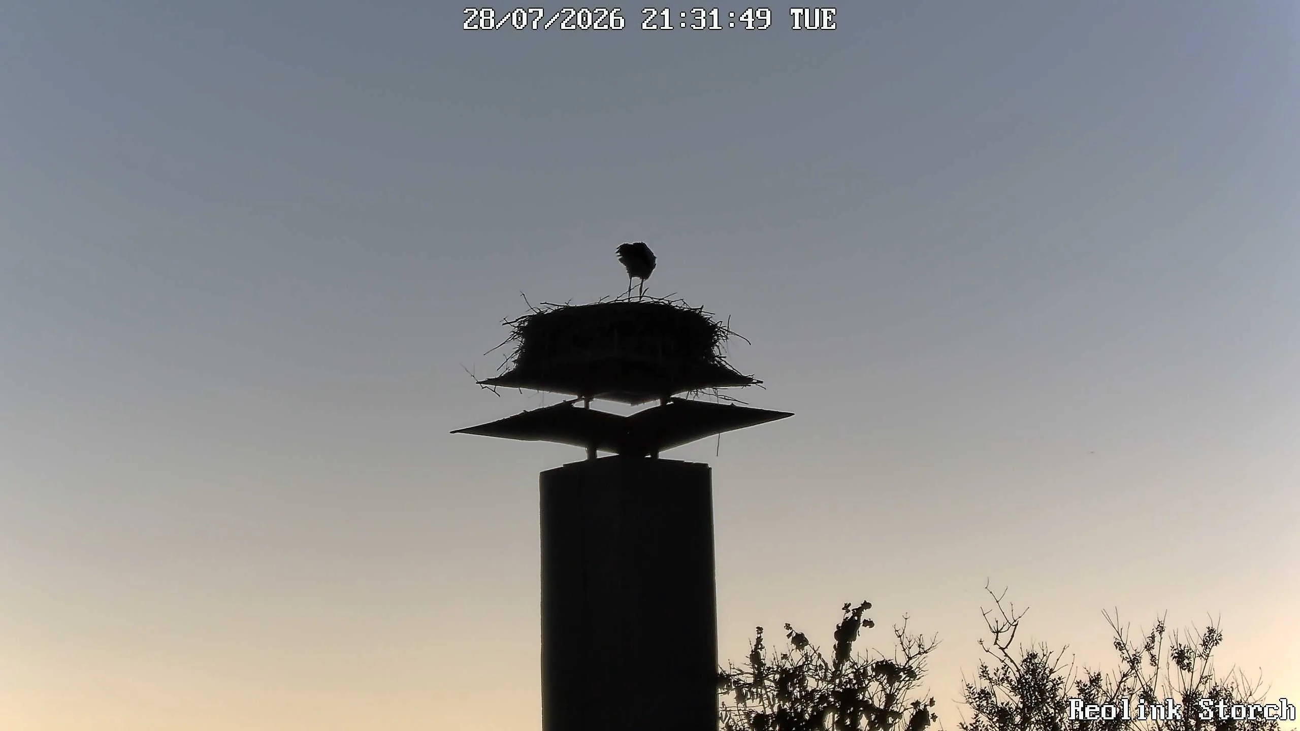 Storchencam Bild