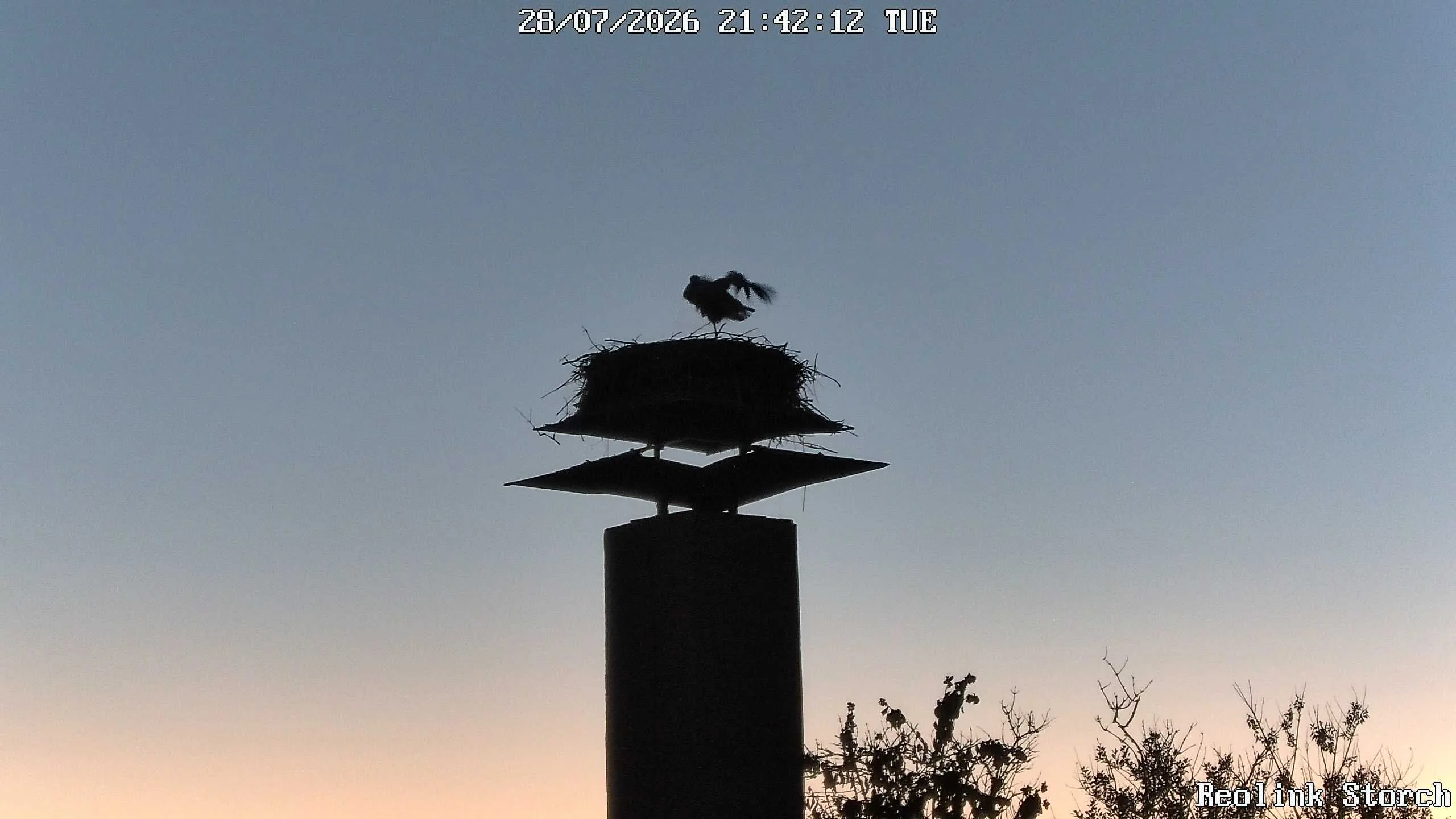 Storchencam Bild