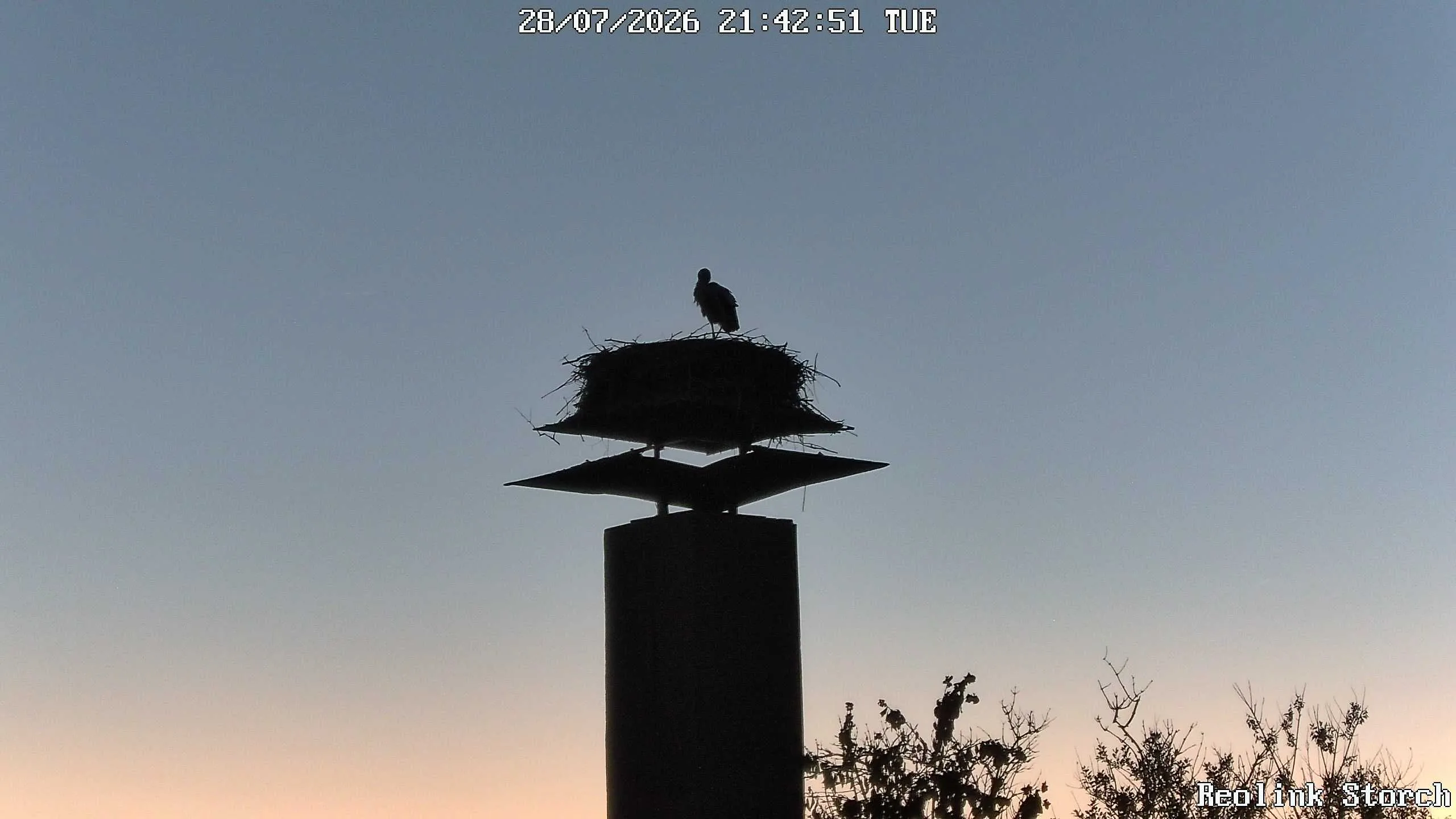 Storchencam Bild