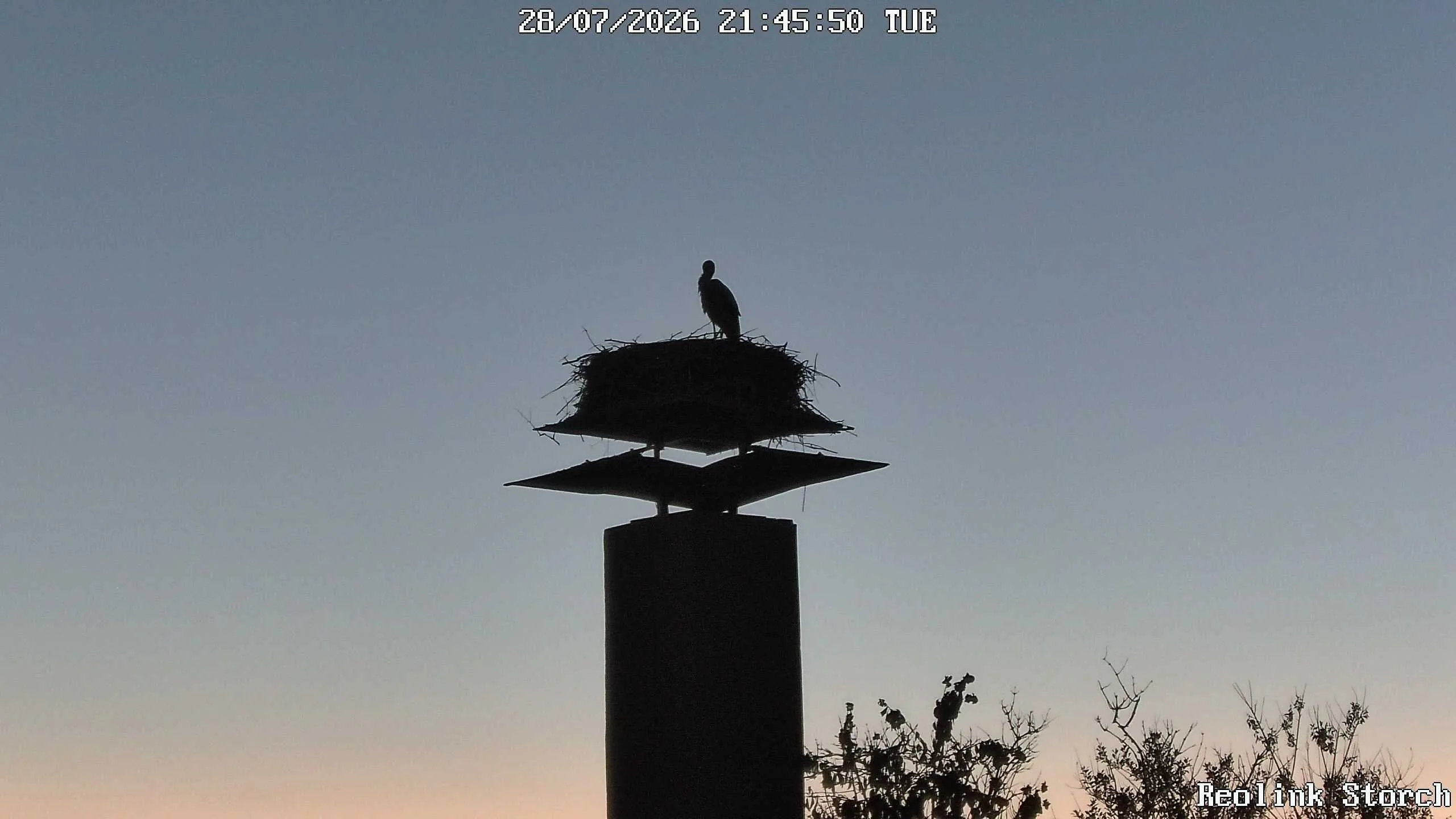Storchencam Bild
