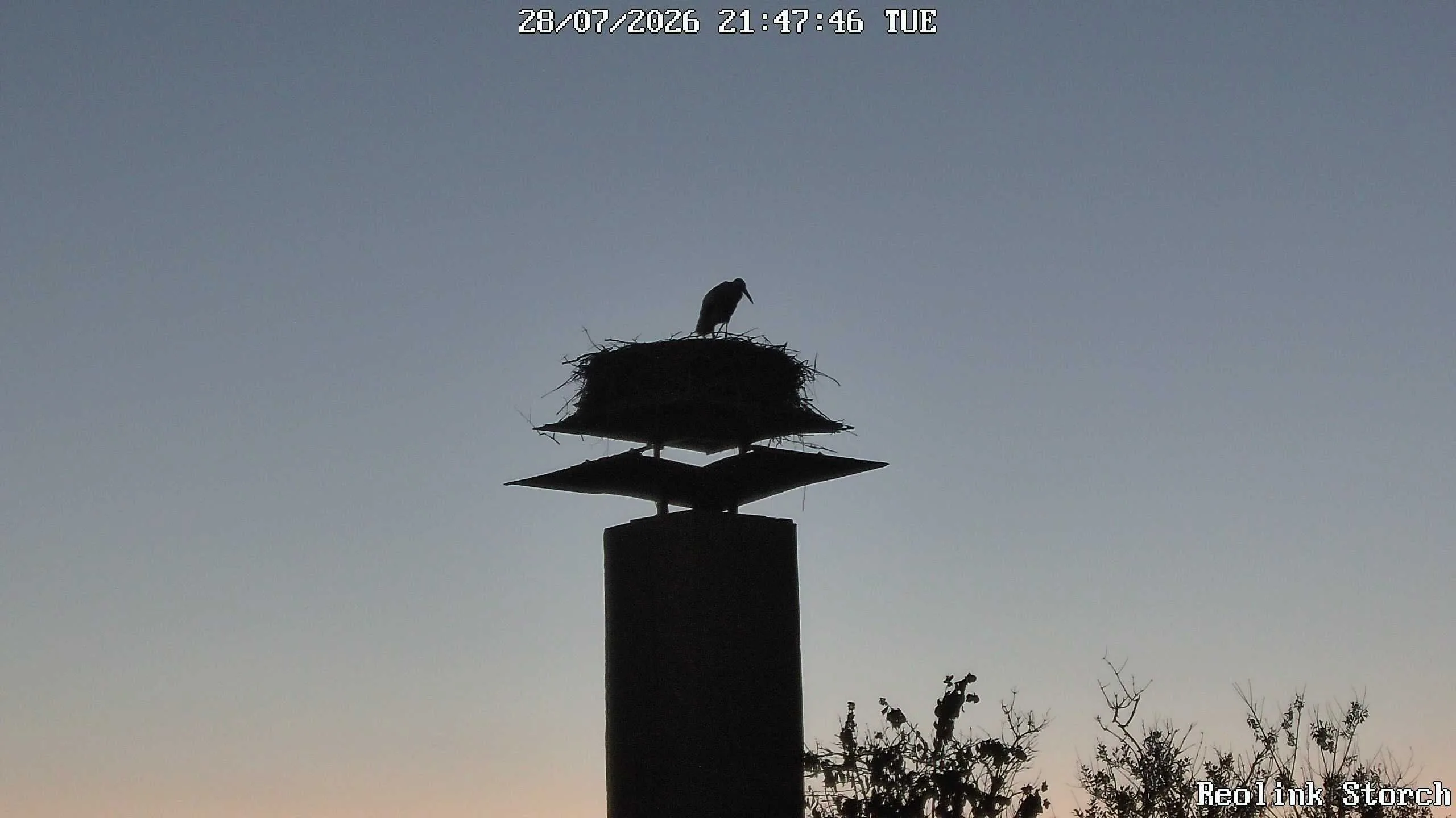 Storchencam Bild