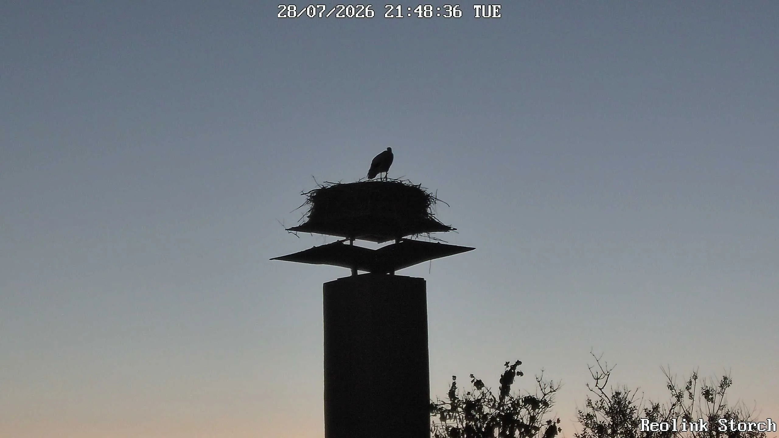 Storchencam Bild