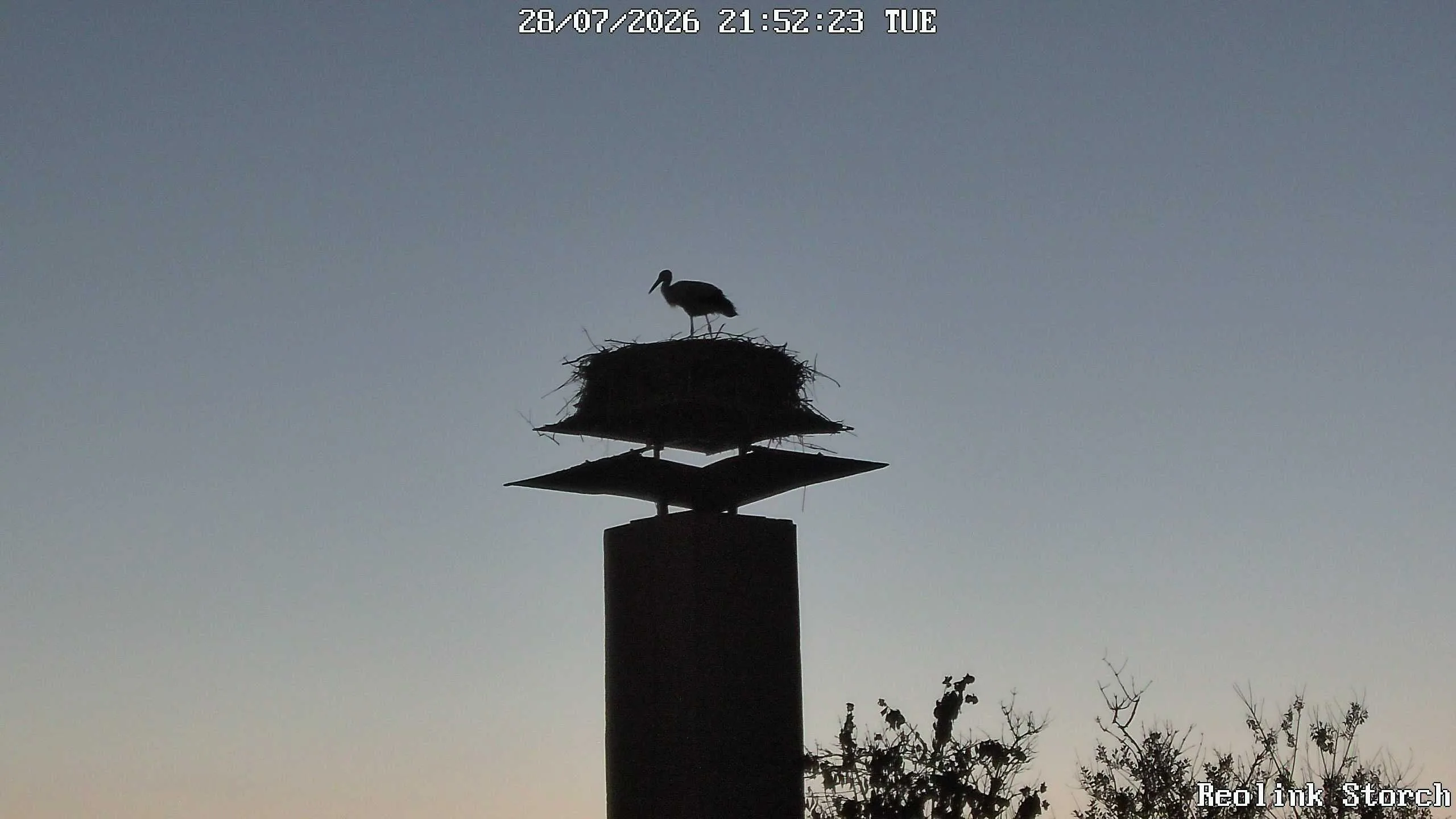 Storchencam Bild