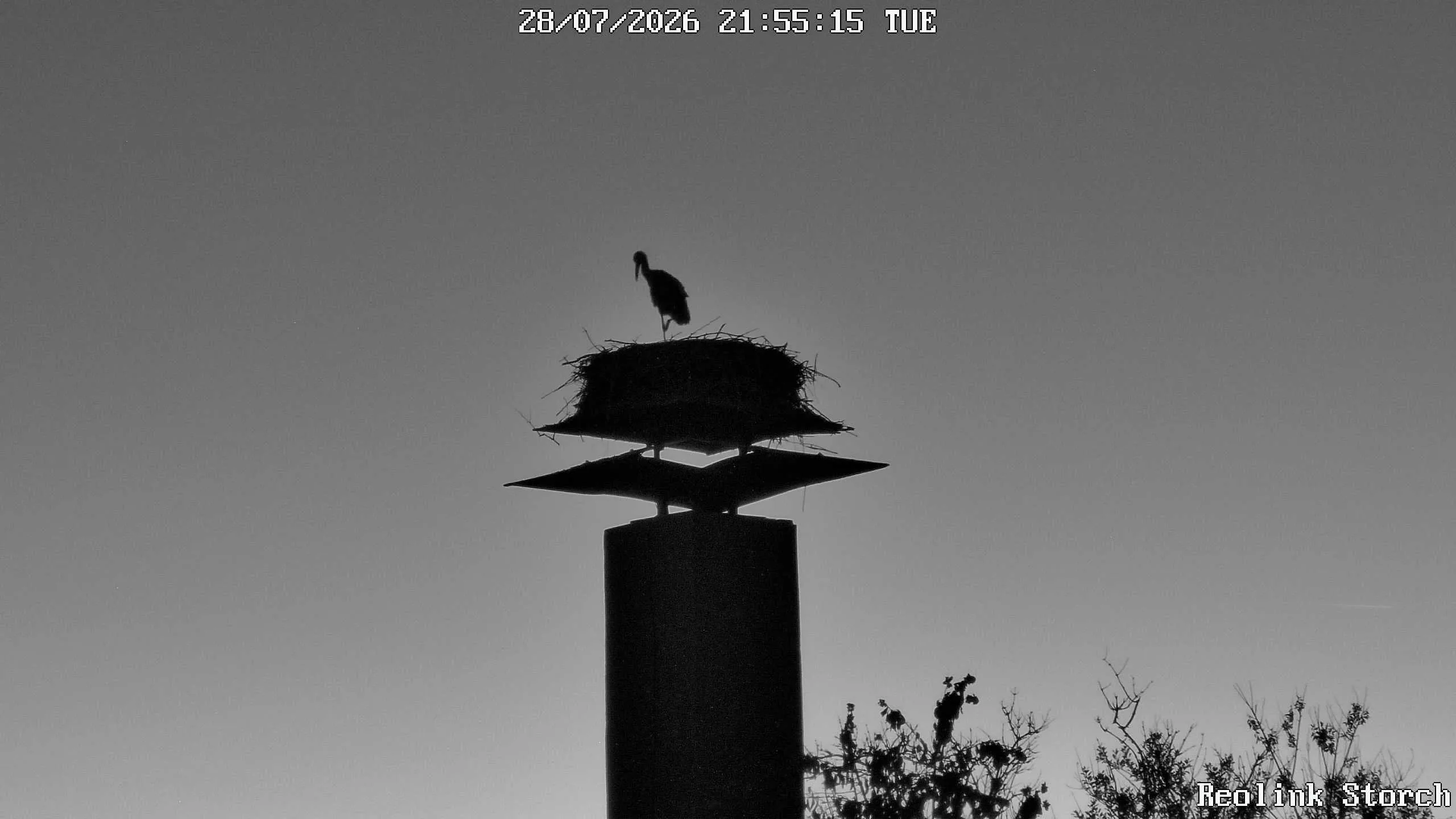 Storchencam Bild