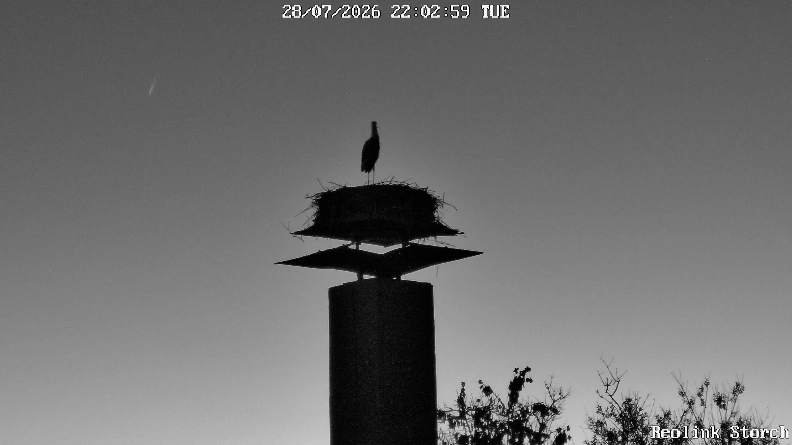 Storchencam Bild
