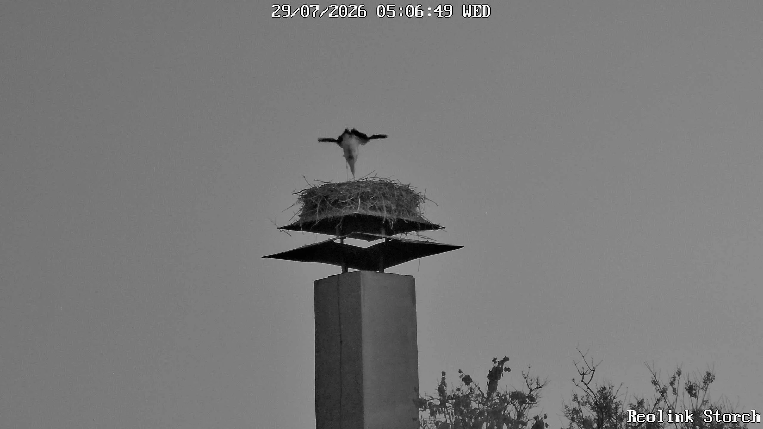 Storchencam Bild