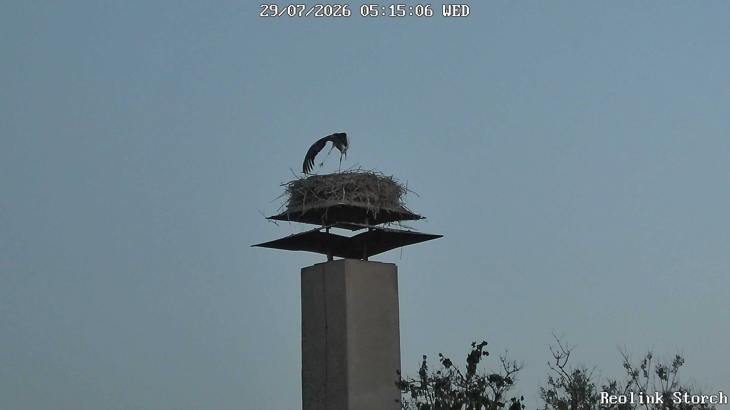 Storchencam Bild