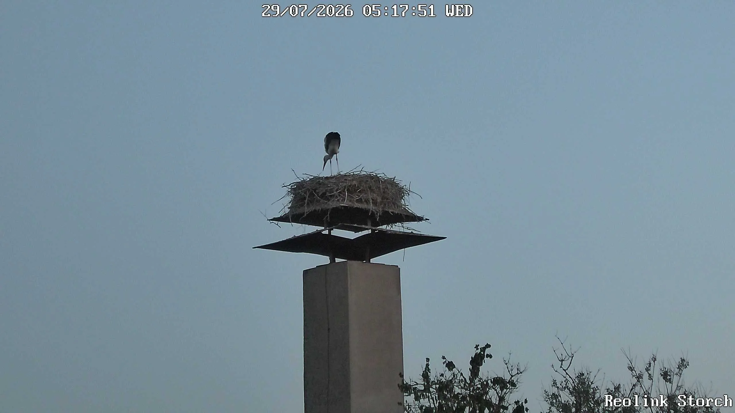 Storchencam Bild