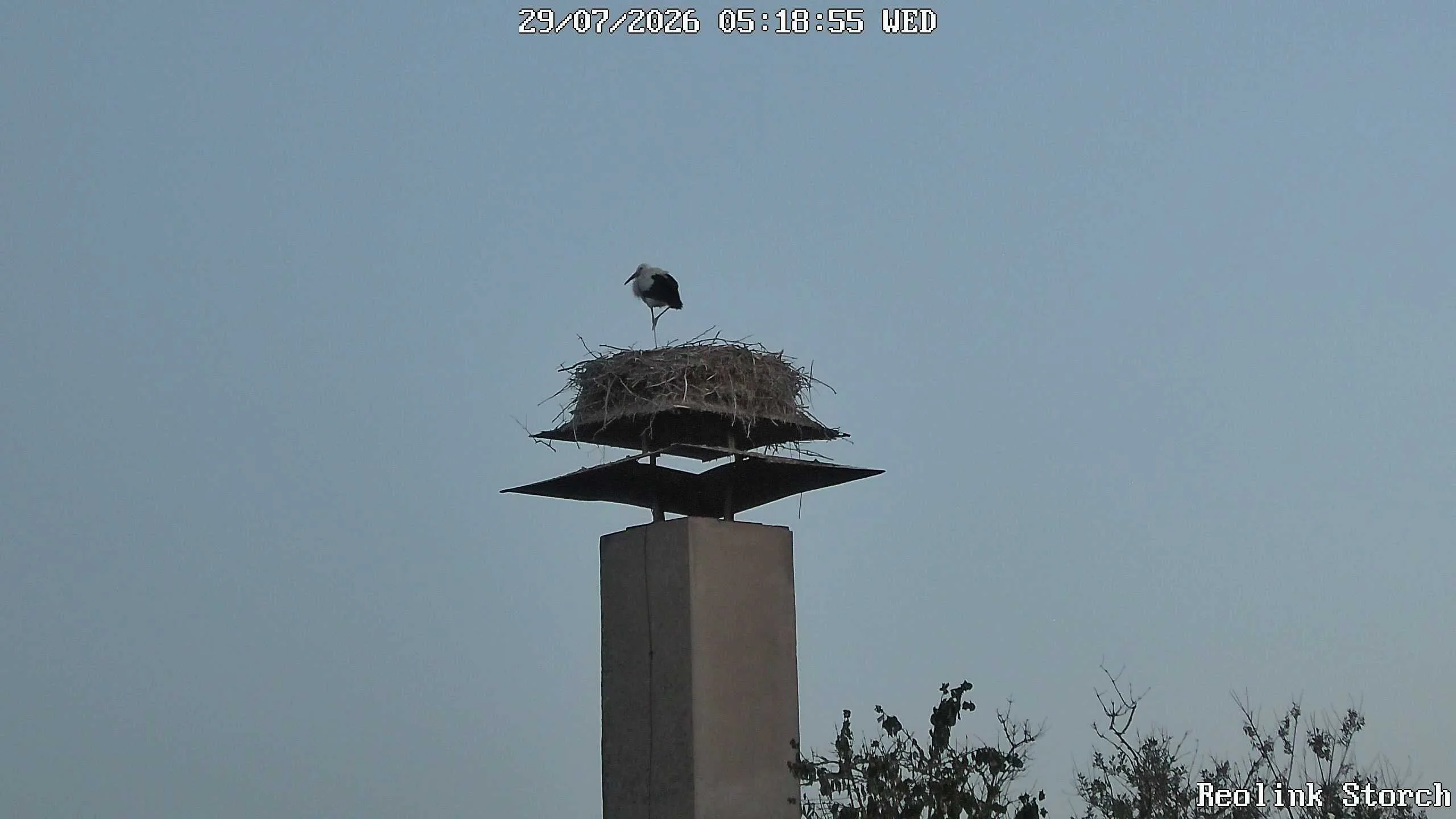 Storchencam Bild