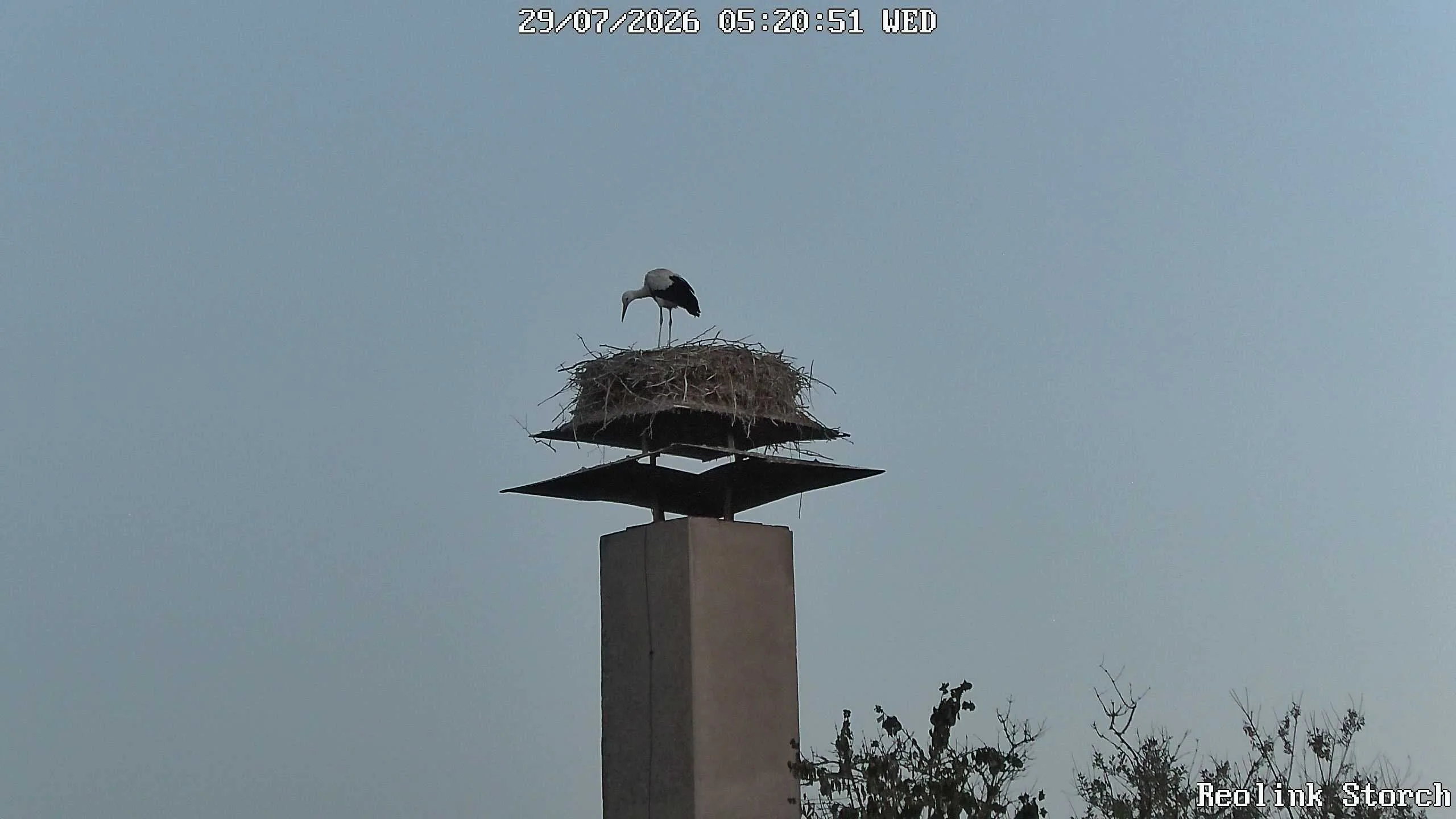 Storchencam Bild