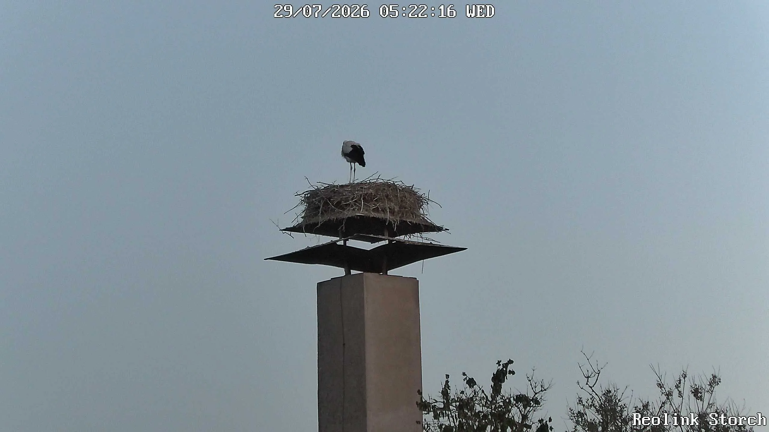 Storchencam Bild
