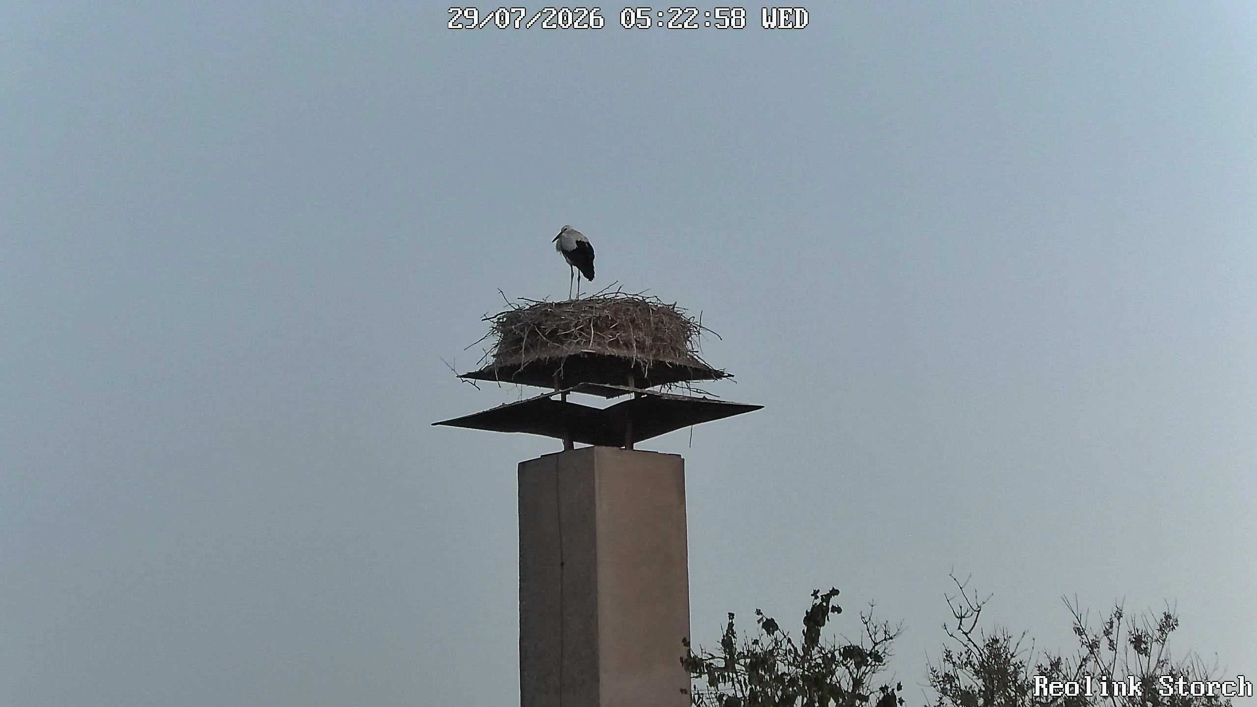 Storchencam Bild