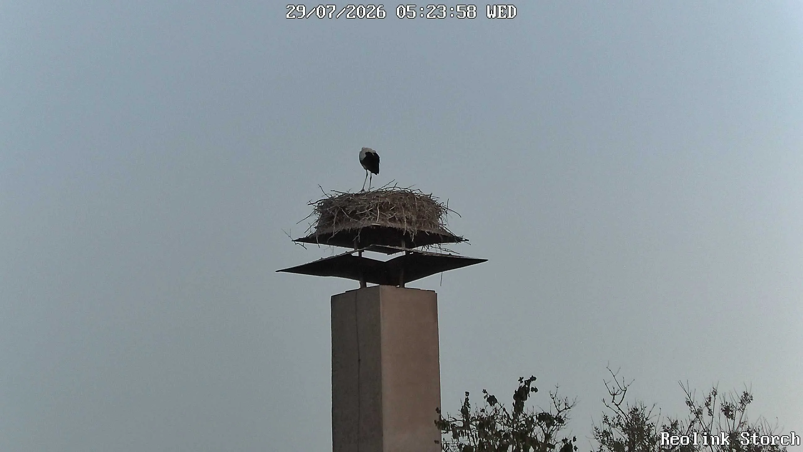 Storchencam Bild