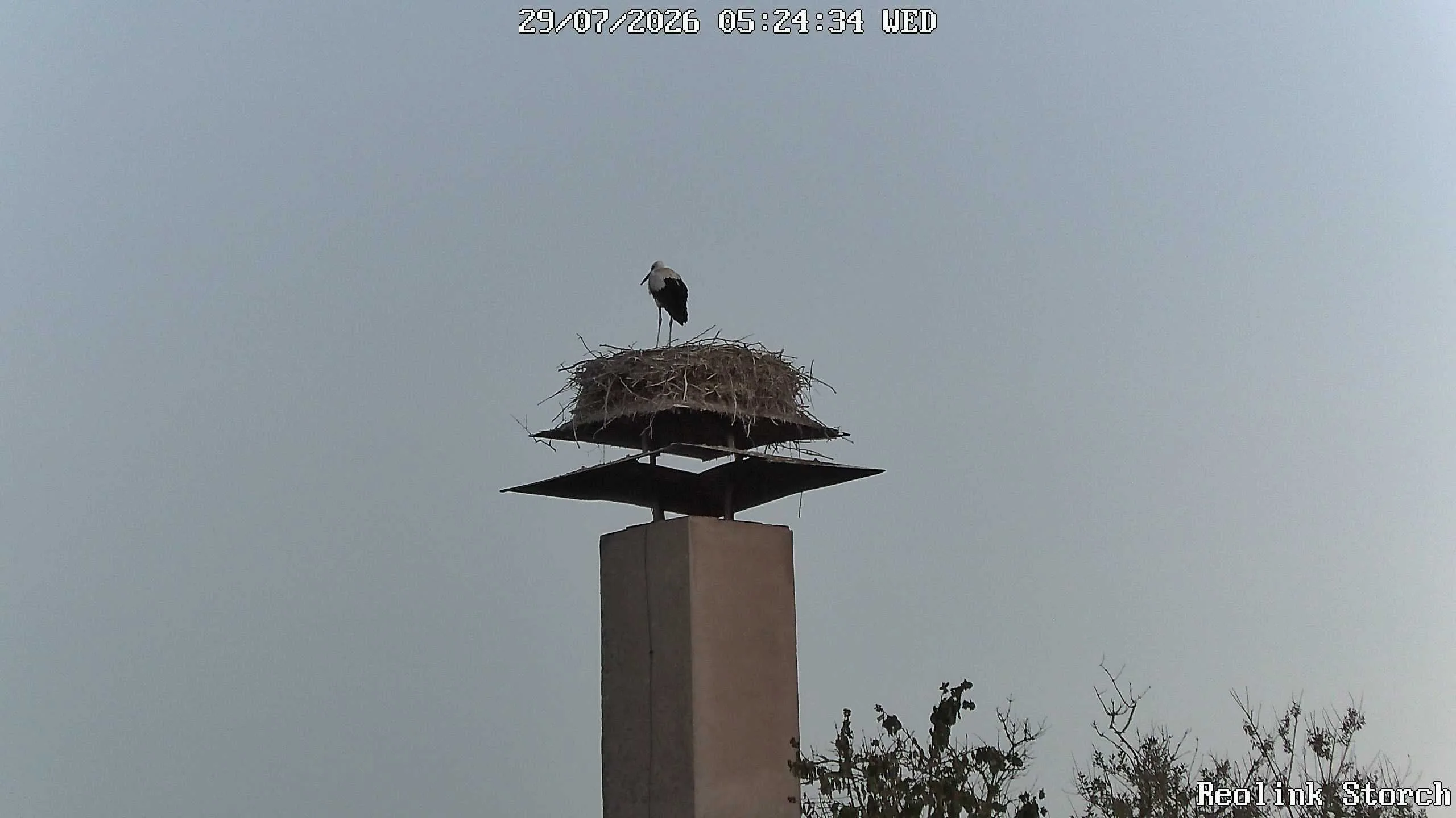 Storchencam Bild