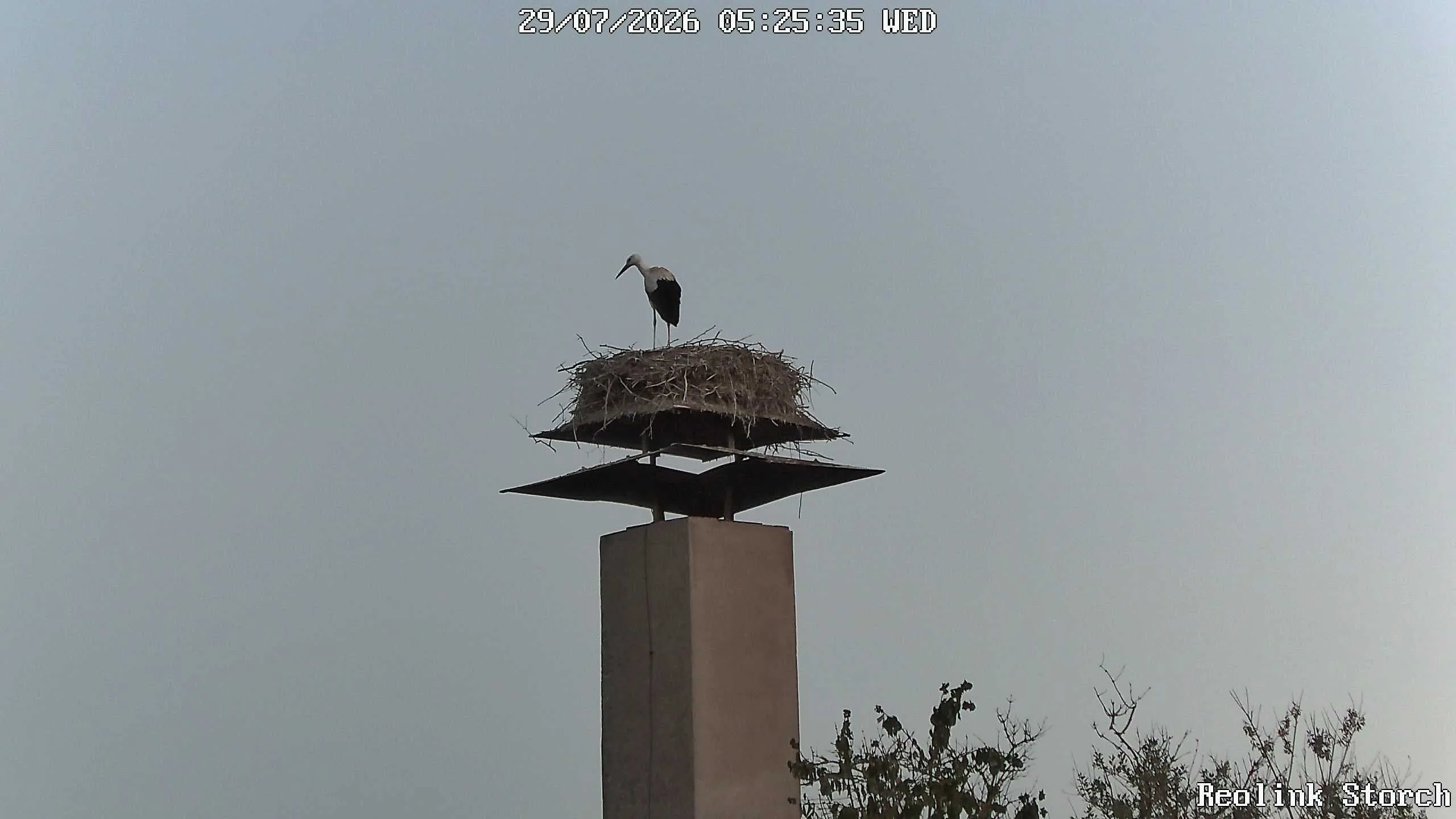Storchencam Bild