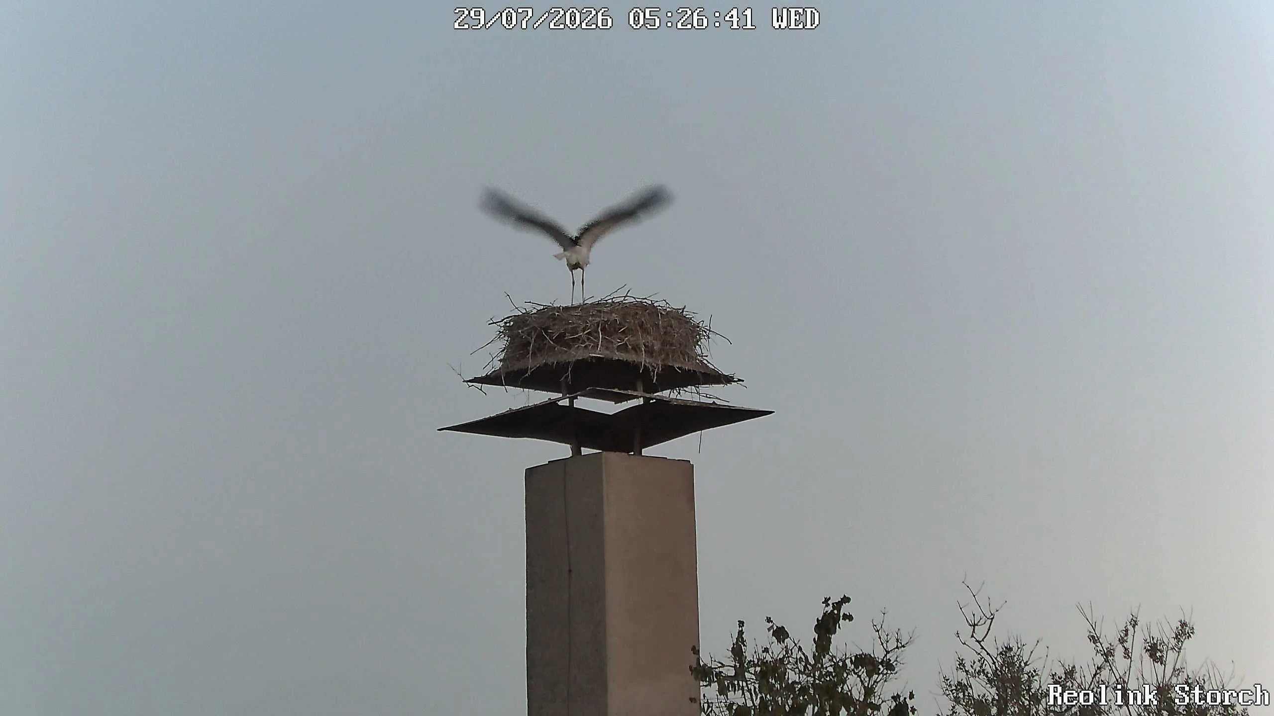 Storchencam Bild