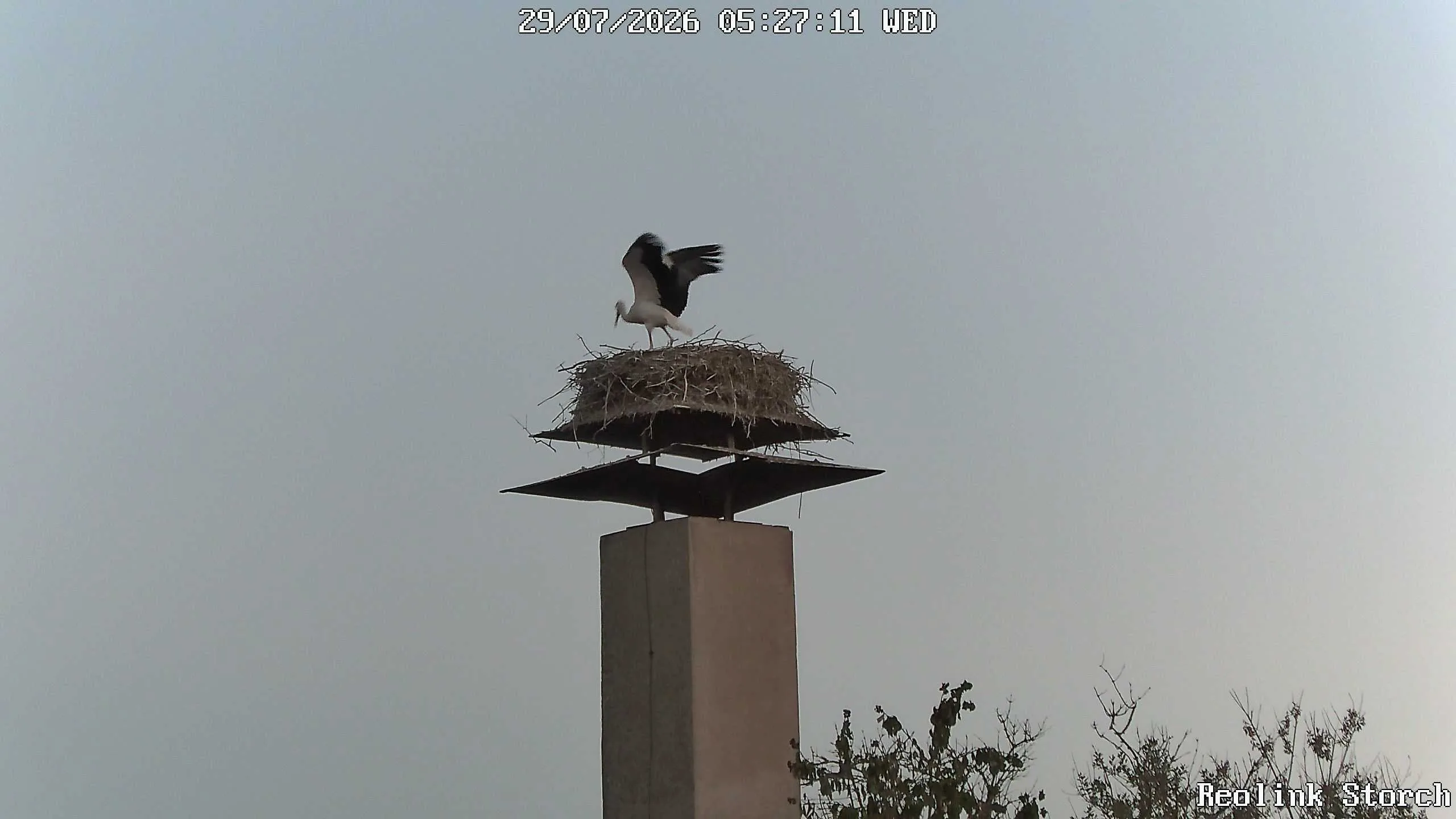 Storchencam Bild