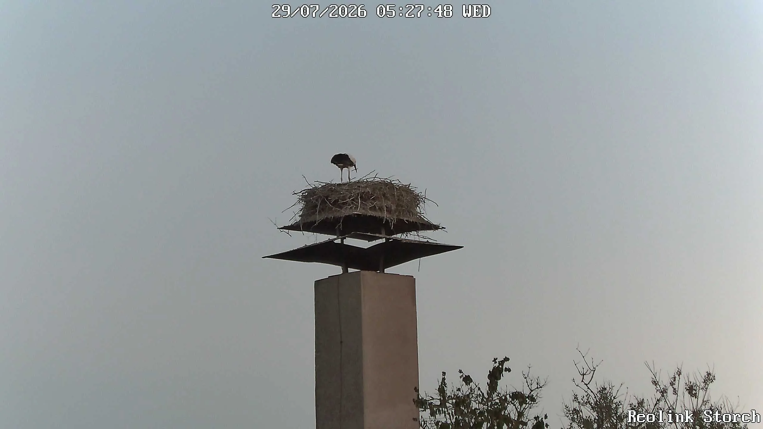Storchencam Bild