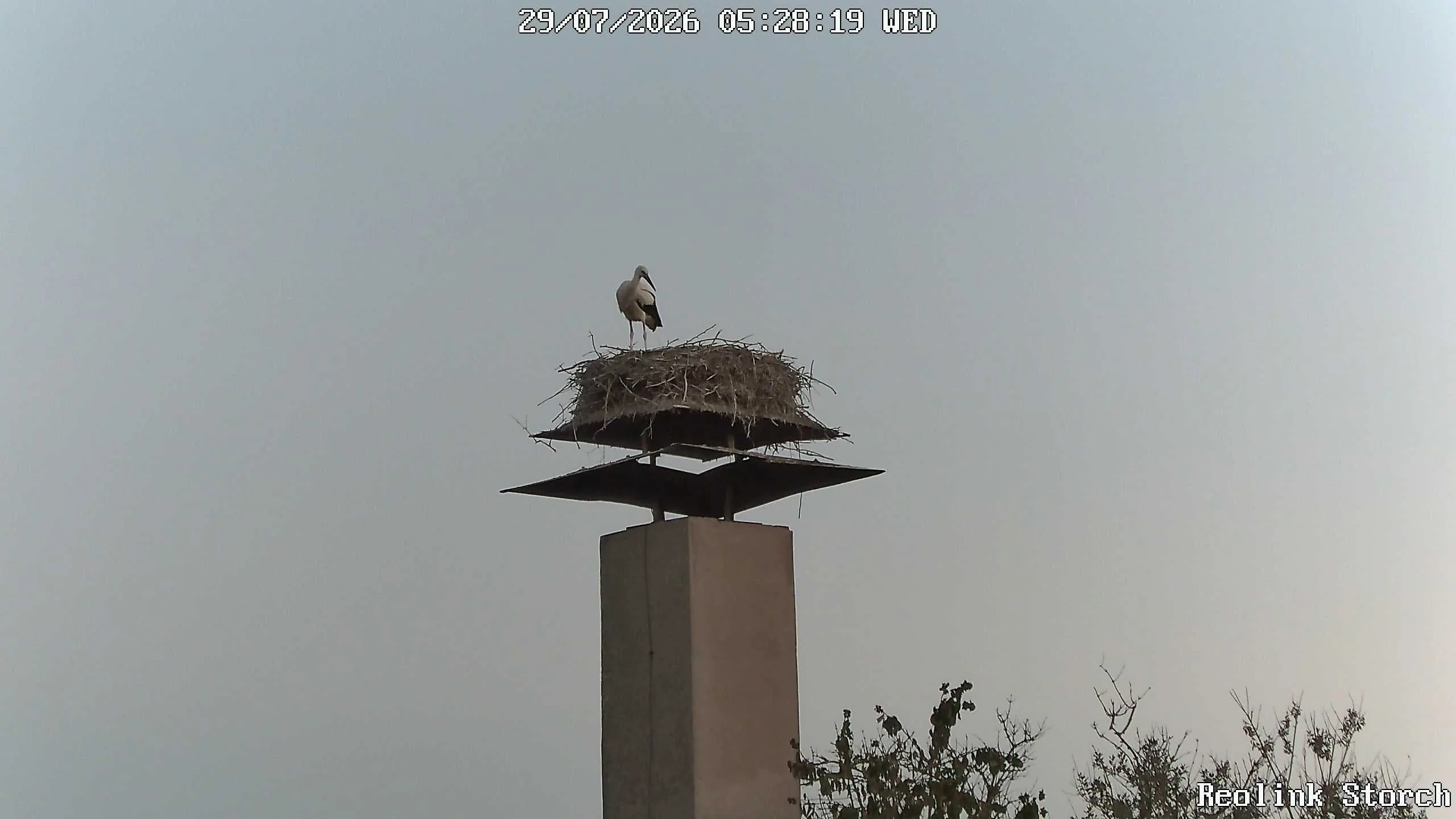 Storchencam Bild