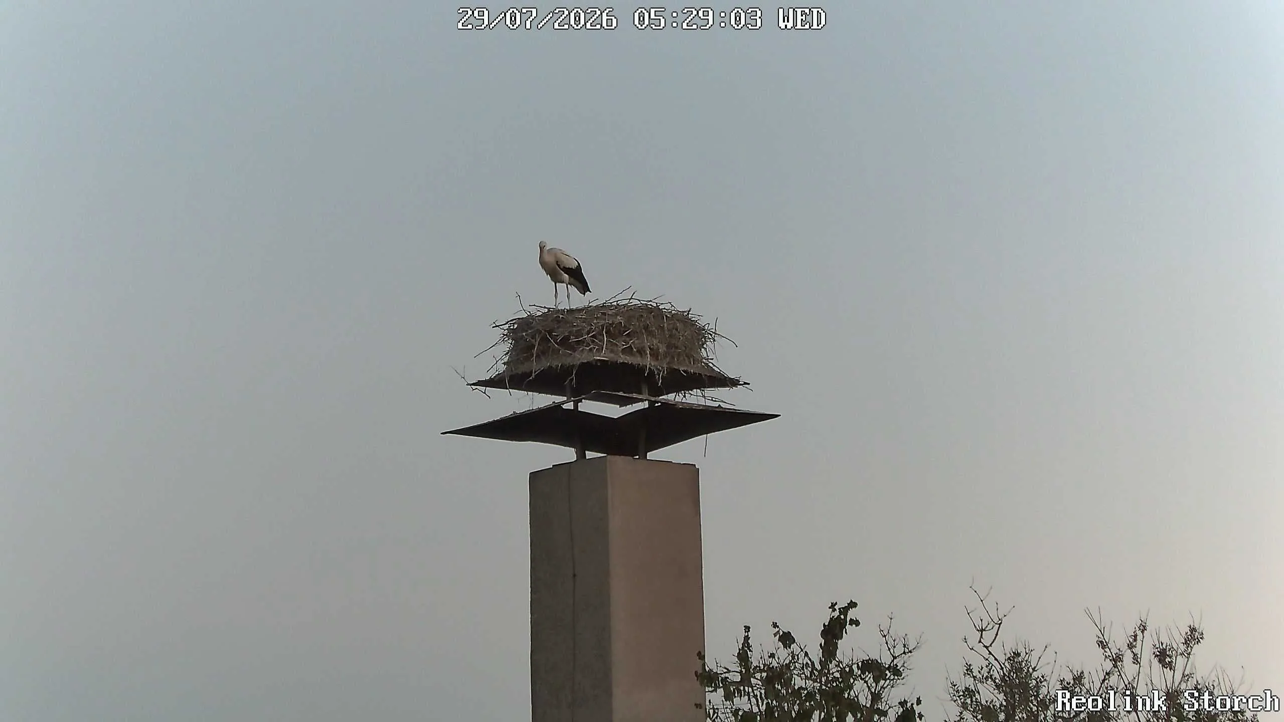 Storchencam Bild