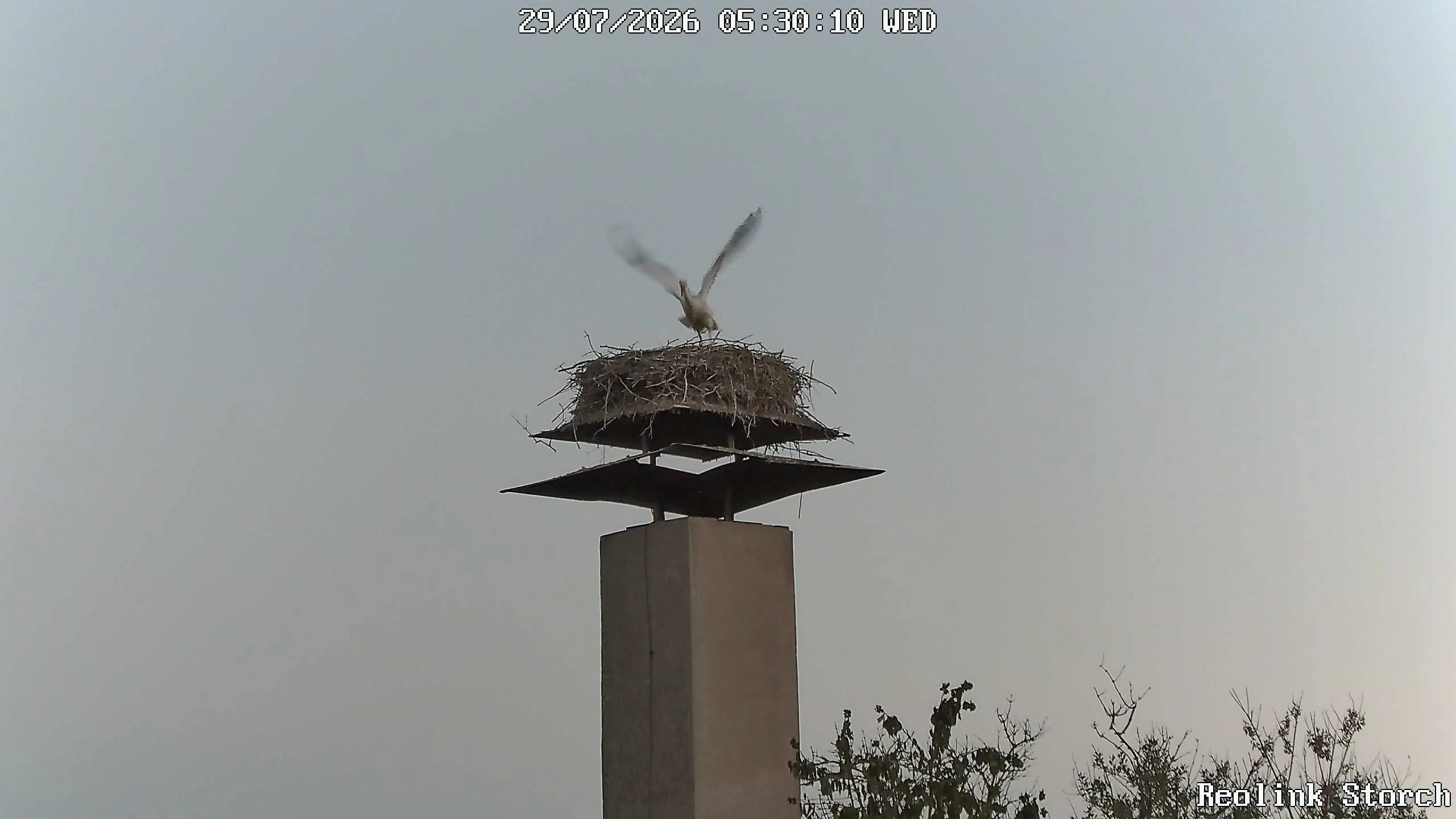 Storchencam Bild