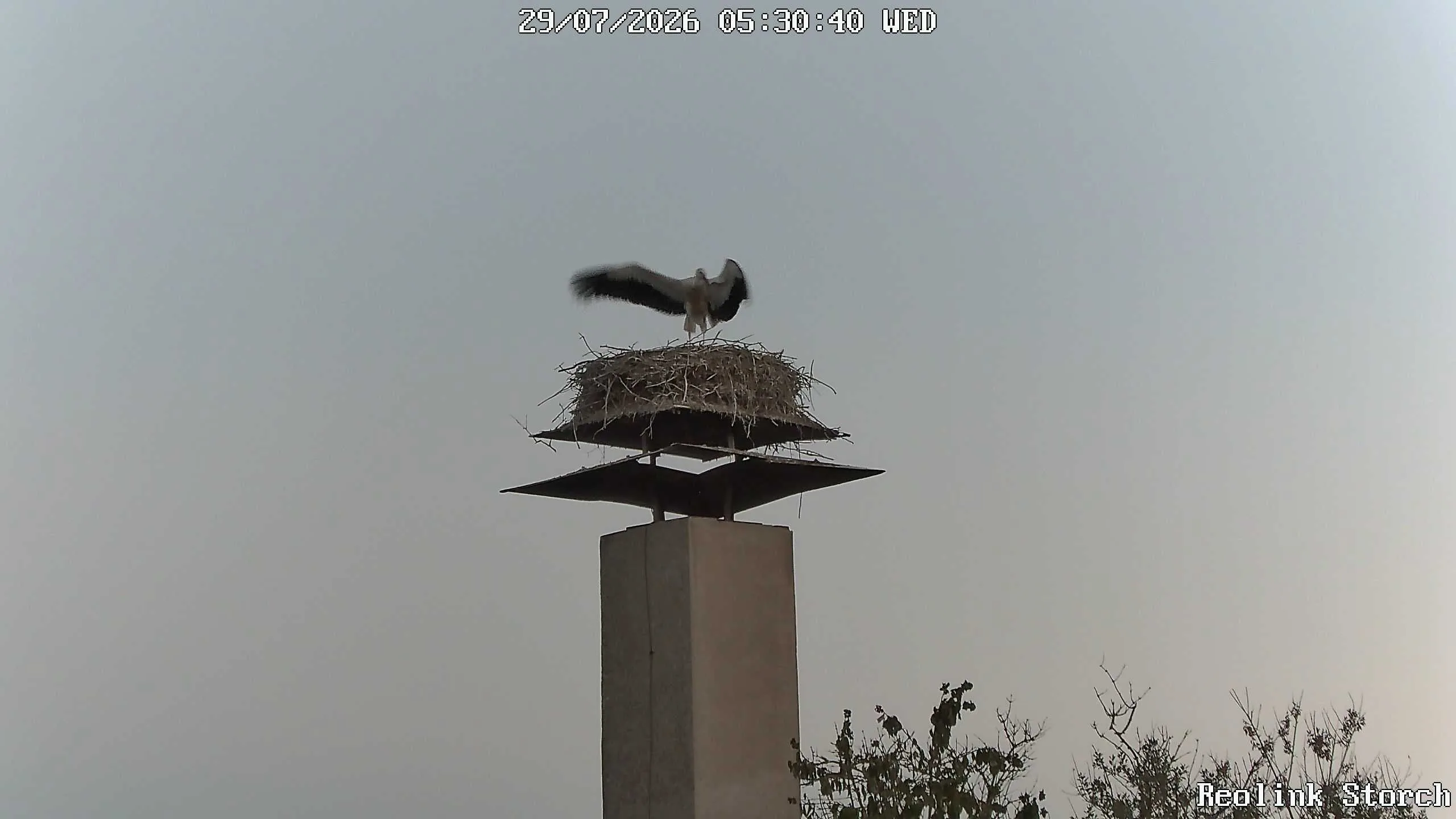 Storchencam Bild