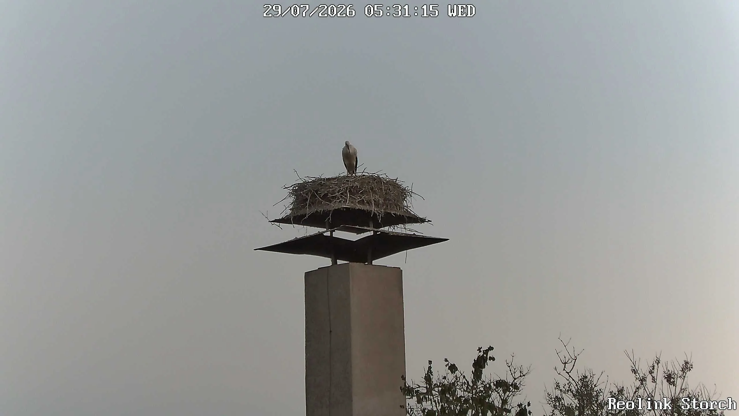 Storchencam Bild