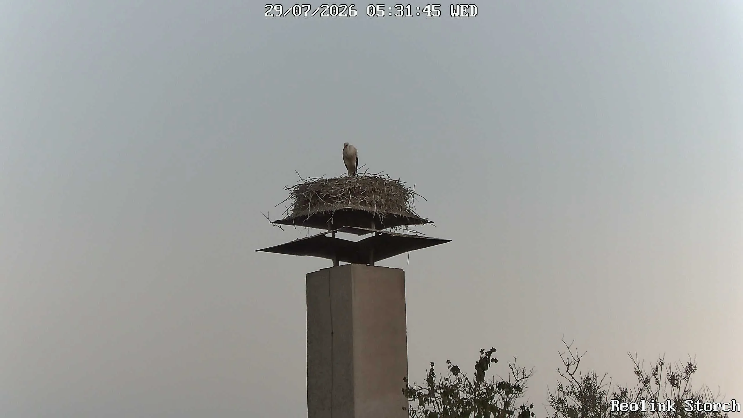 Storchencam Bild